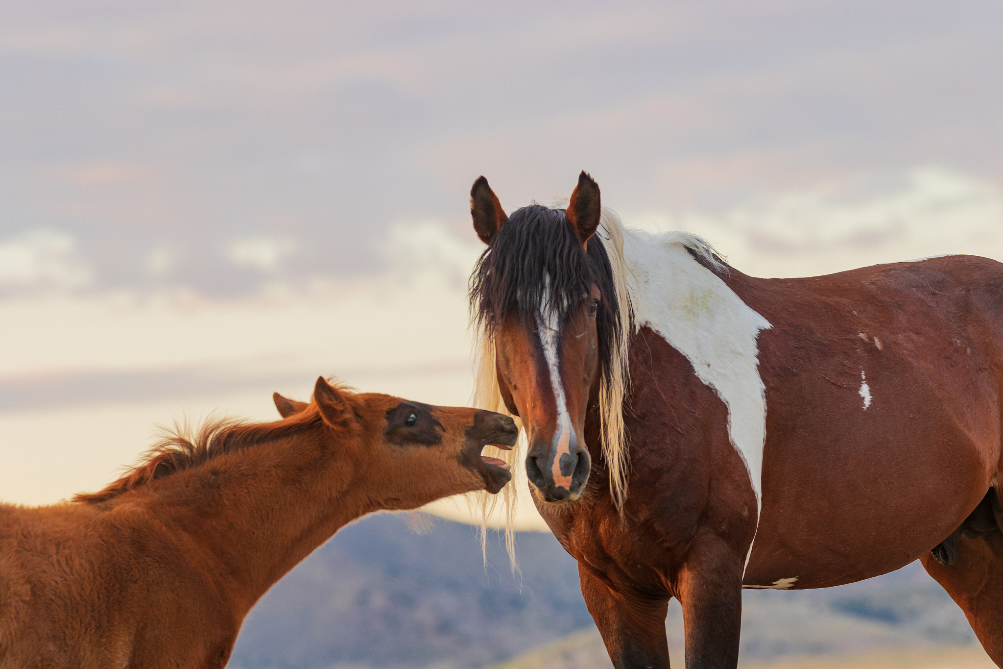 wild horse mare and foal