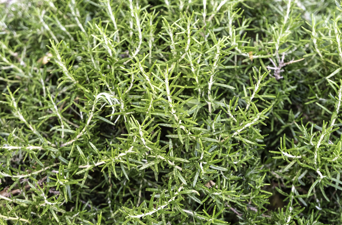 本特草：特性、用途及优势 - 常见草种介绍