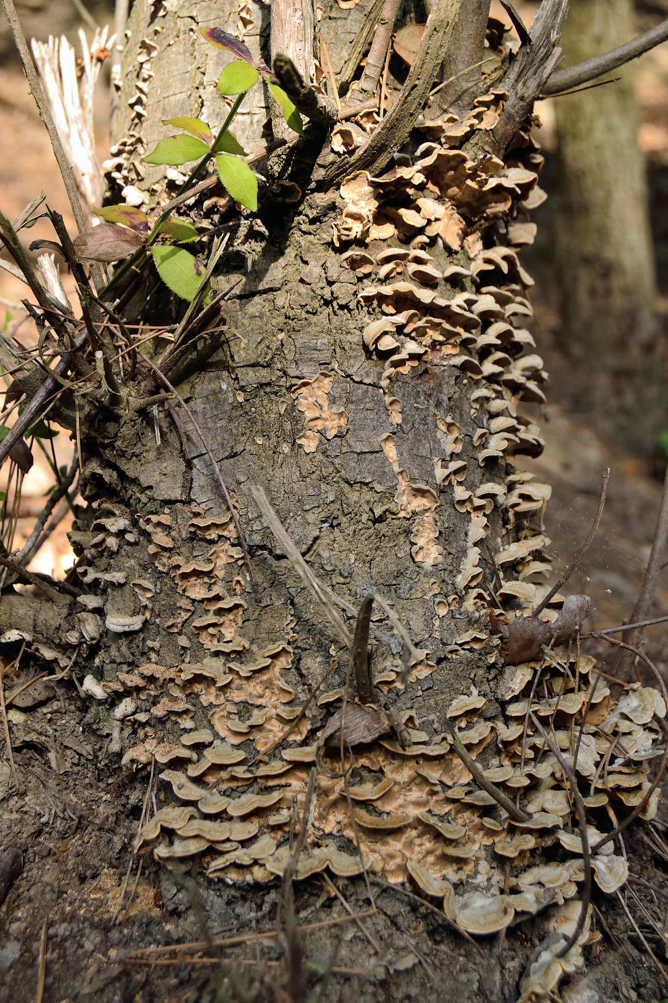 Phanerochaete真菌：木材腐朽的生物降解者