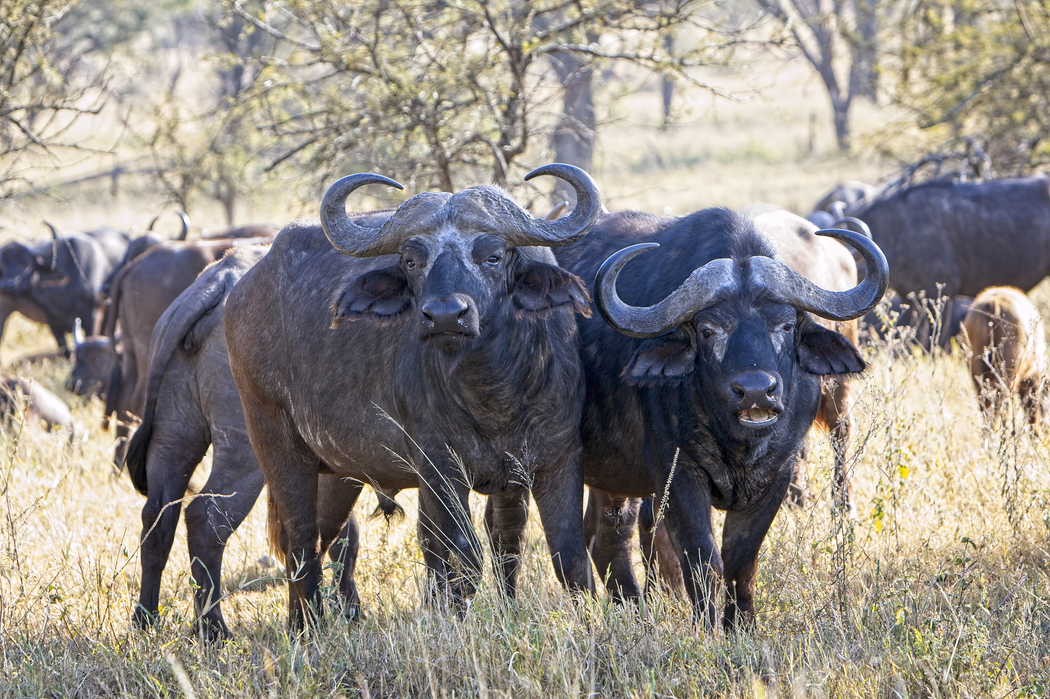 herd of african buffalo in open woodland at dusk