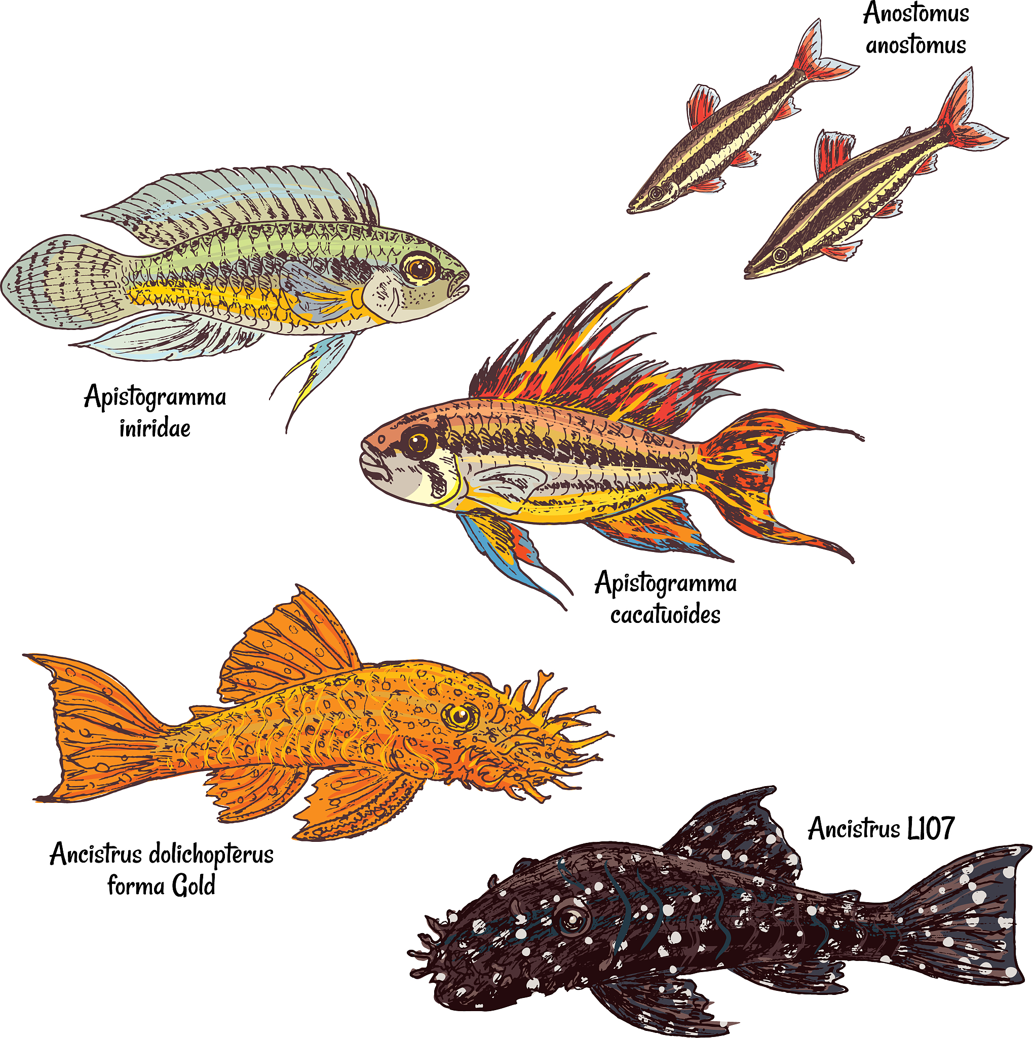 佛罗里达长尾鱼基因组揭示脊索动物进化中的基因组扩增事件
