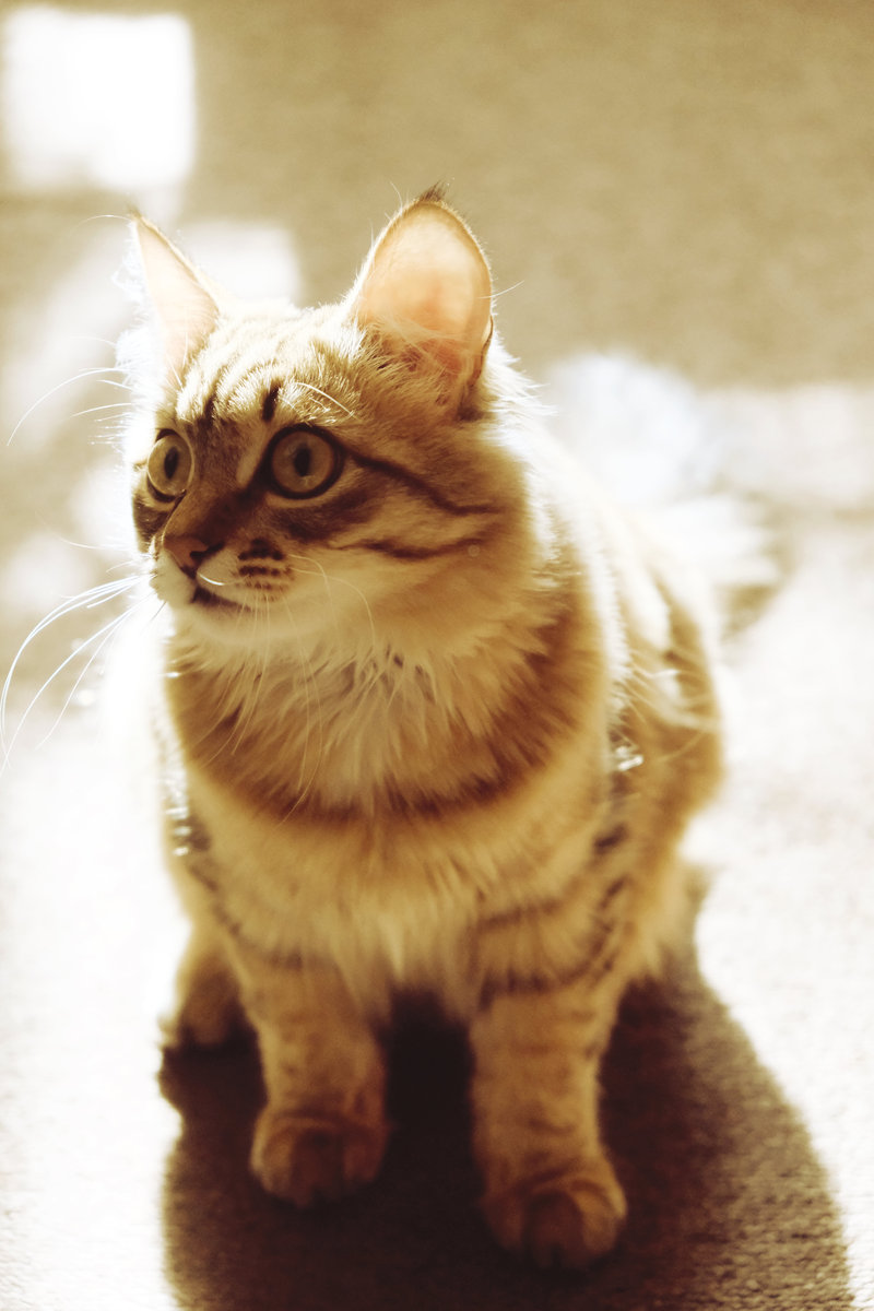 翻译 사람 처럼 모든 문을 다 열고 다니는 고양이 디디🙀 이 문도 연다고