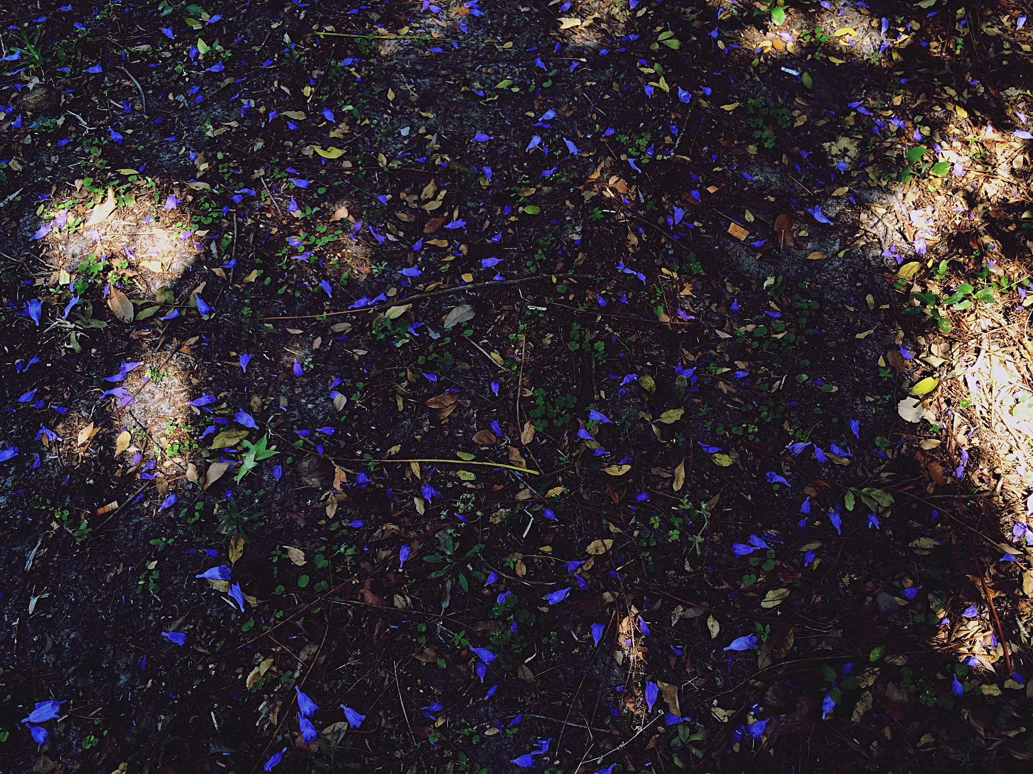 Please help me to polish this technical paper to make it read more smooth and reasonable Figure 1 The TEM images of a KD-Pox c SiQDs-KD-Pox and d SiQDs-KL-Pox with the insert images of large particle