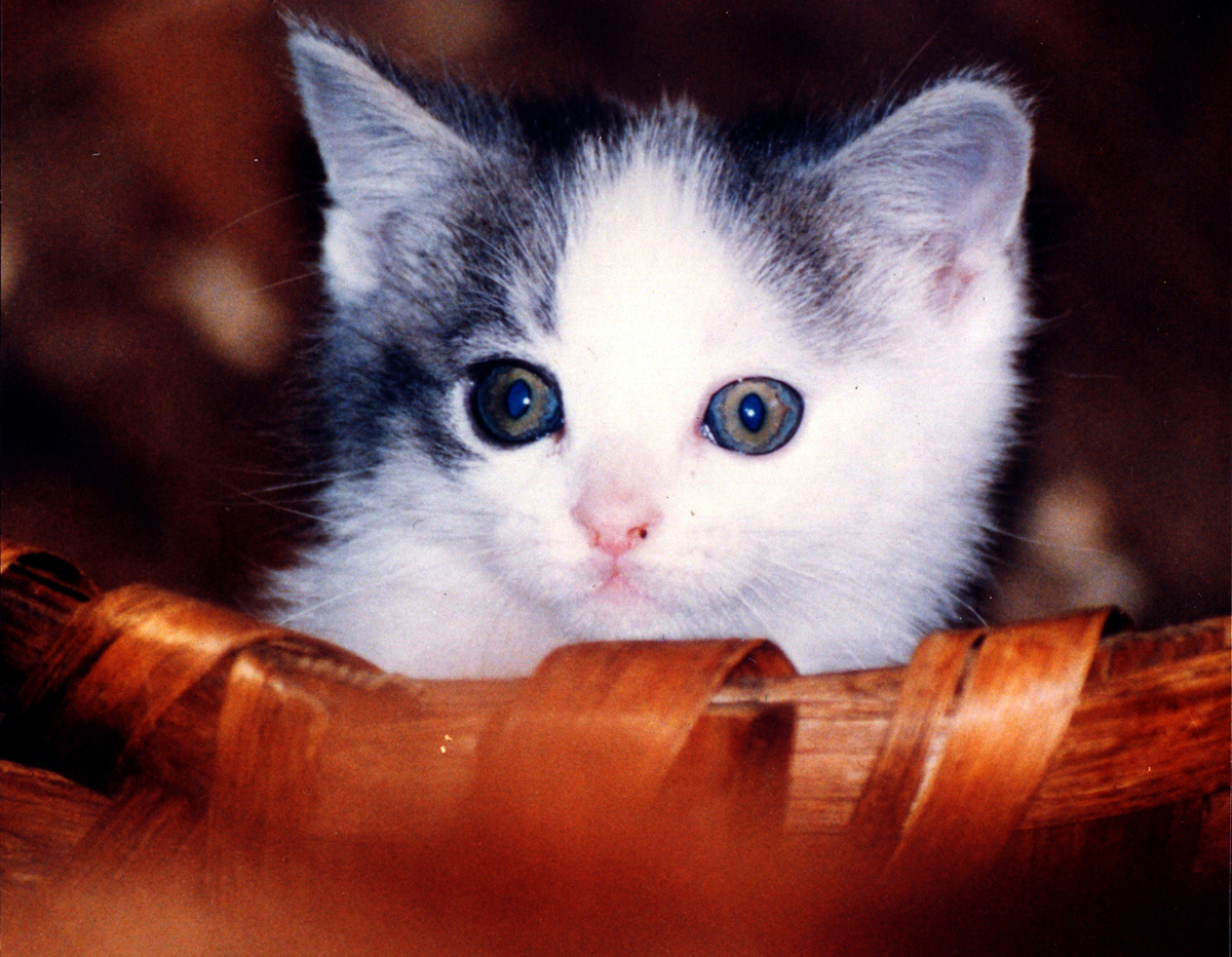 超萌猫咪视频合集！你绝对会爱上它们！