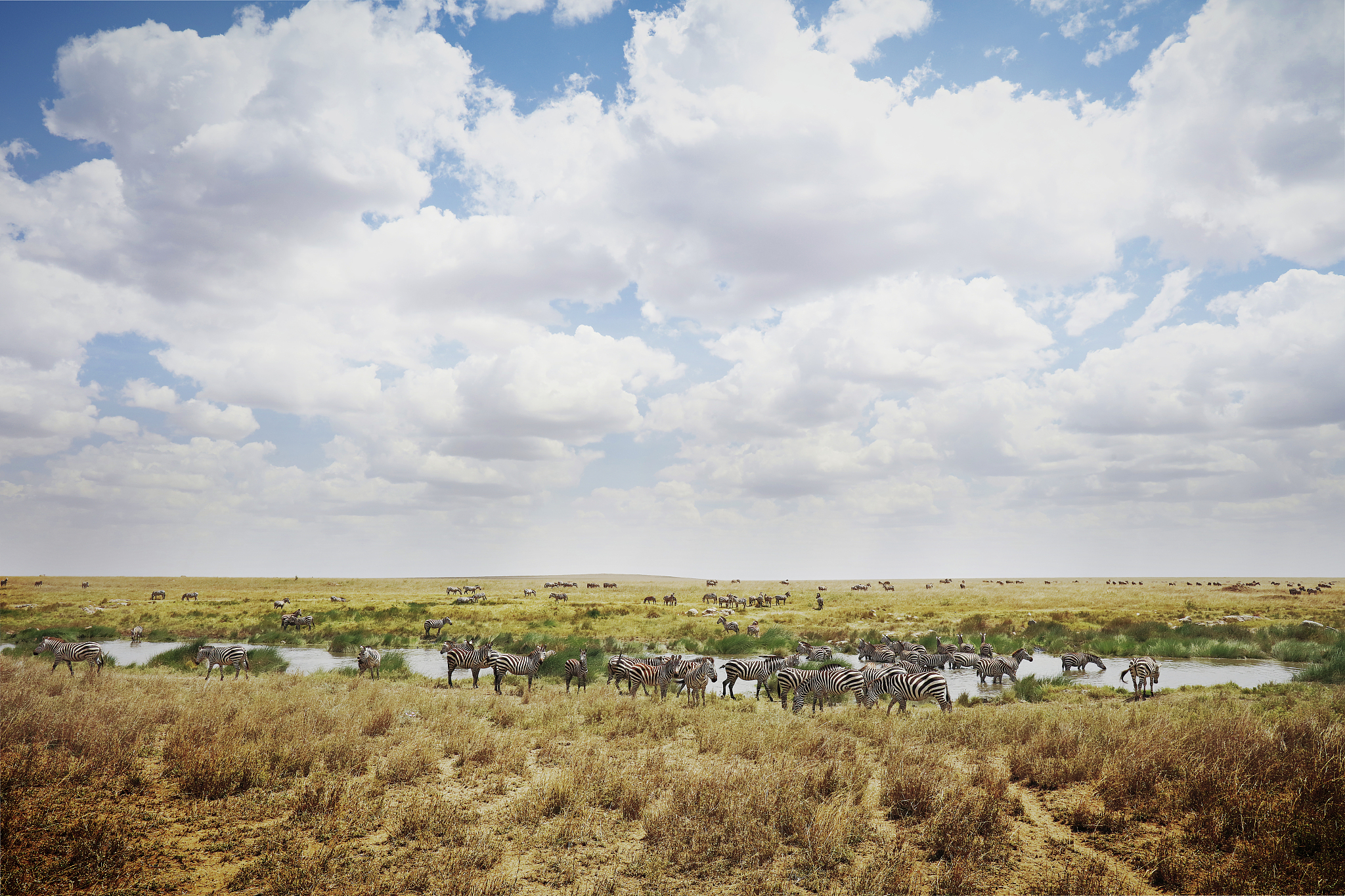 herd of zebras at watering hole on open savanna in serengeti nat
