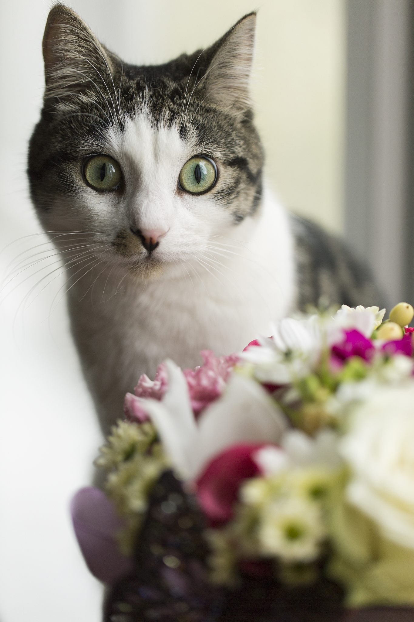 猫的夜行与独立：仿写《猫》第二自然段