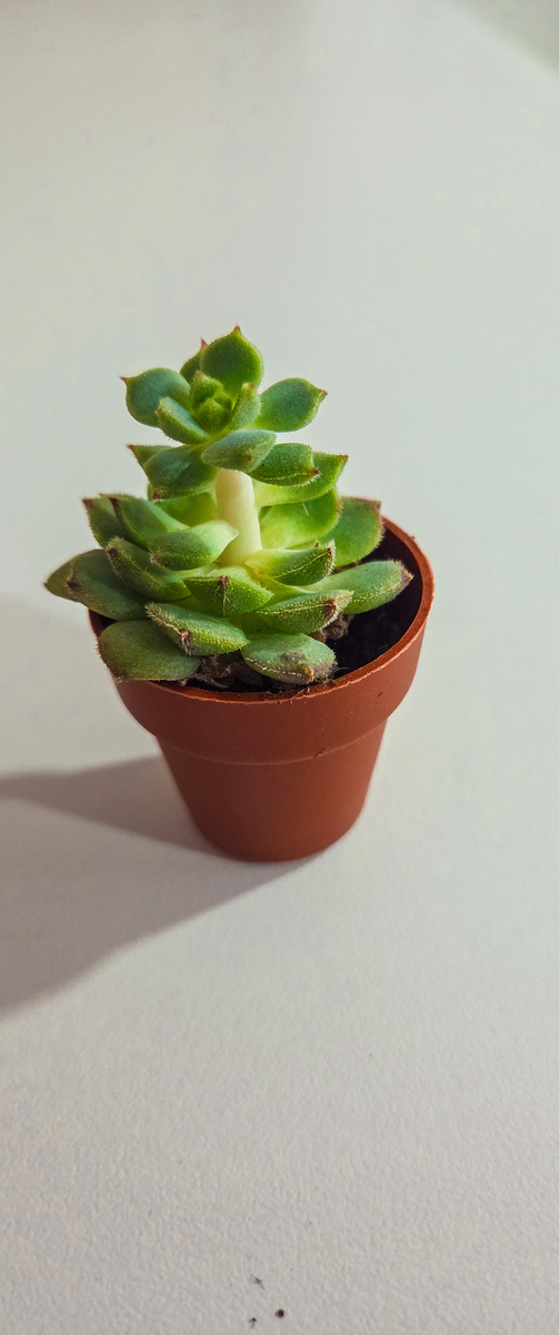 多肉植物淋雨会烂根吗？原因及解决方法