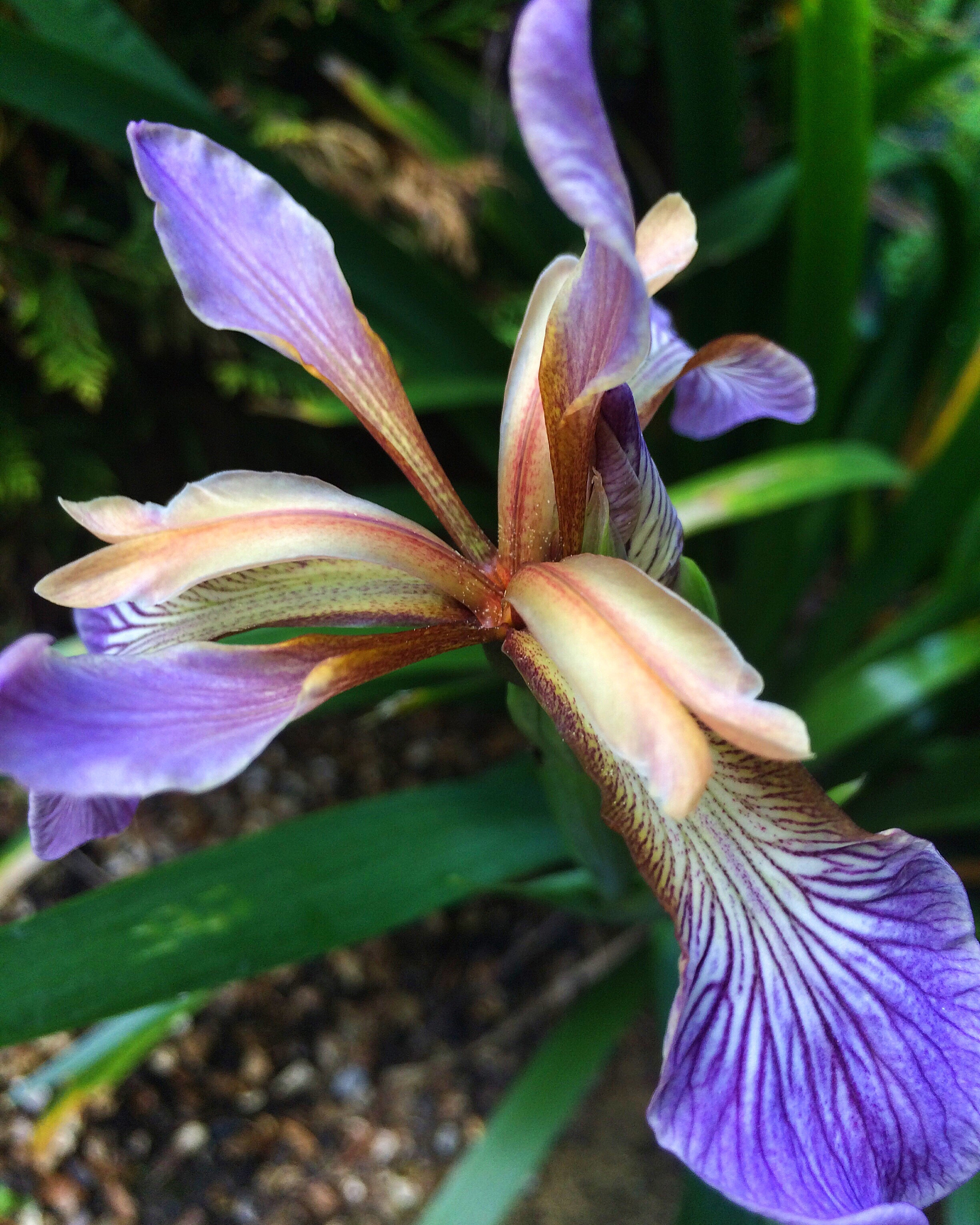 close-up of purple flowers