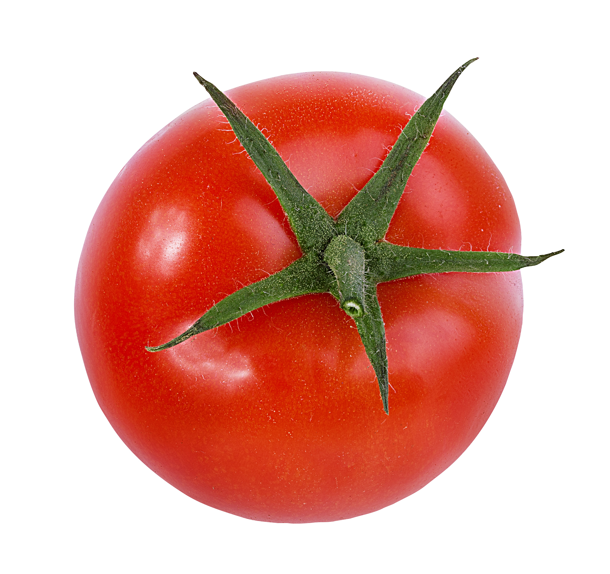 Tomato Breeding History Unveiled: Genomic Insights Reveal the Evolution of Modern Varieties