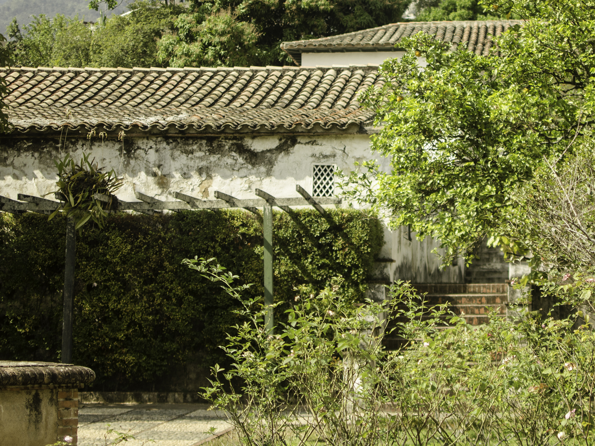 篱落疏疏一径深，树头新绿未成荫：解读诗句的深层含义