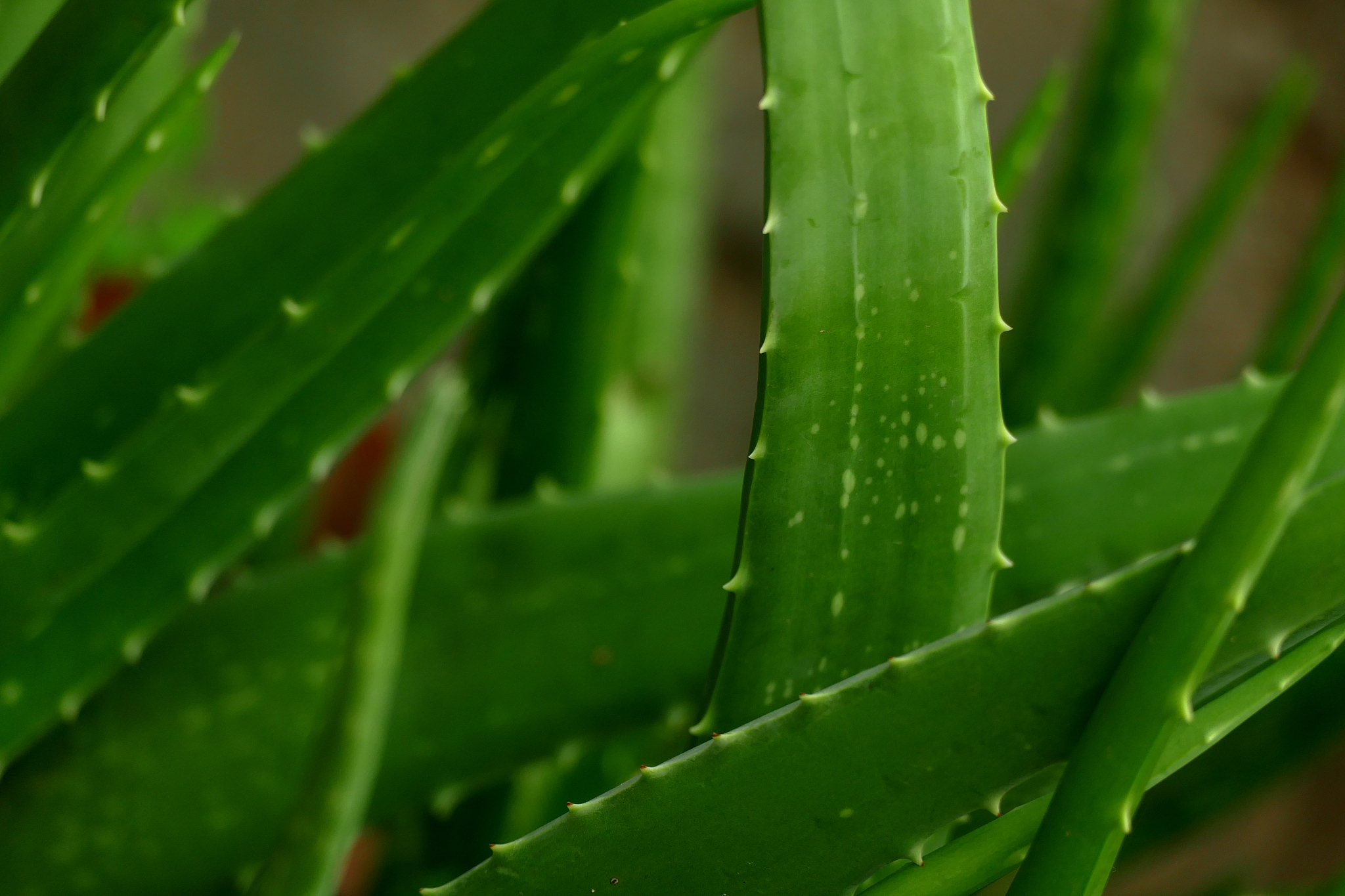 眉山卫生职业技术学校是不是全日制