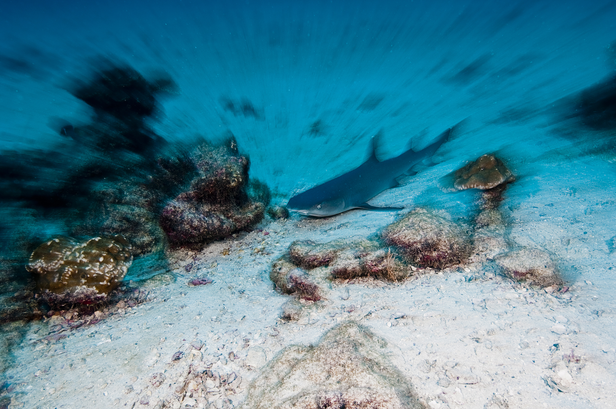 the underwater world of the cocos islands.