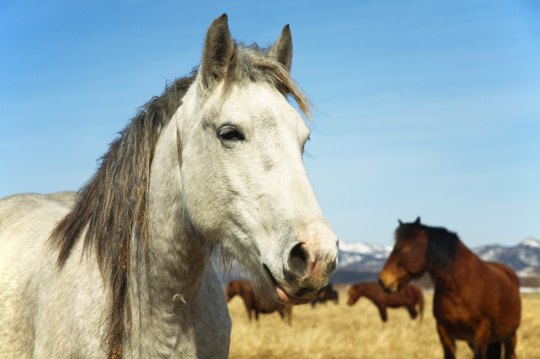 white horse