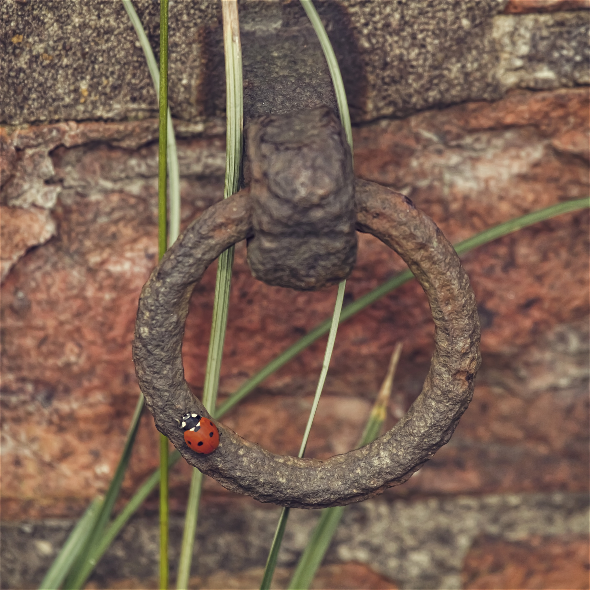 新种竹节虫代表什么生肖 是生肖蛇帮我用200字详细描述