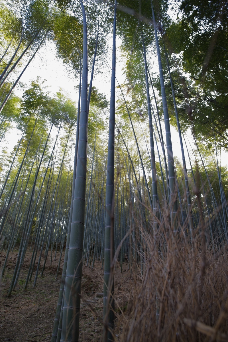 仰视高耸的竹林