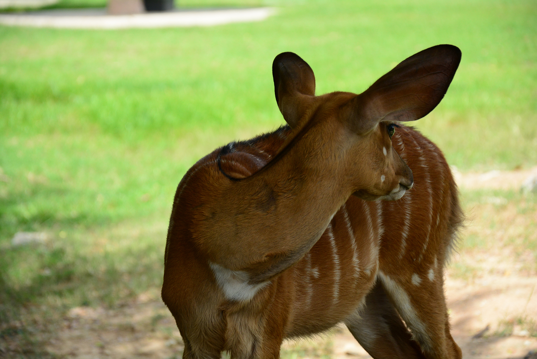 nyala