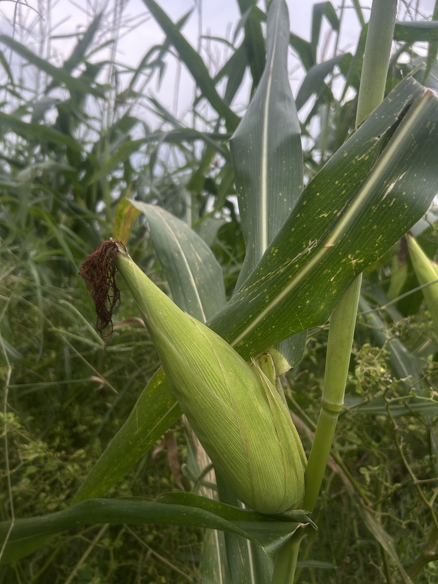 玉米开花多少天授粉？详细解答！
