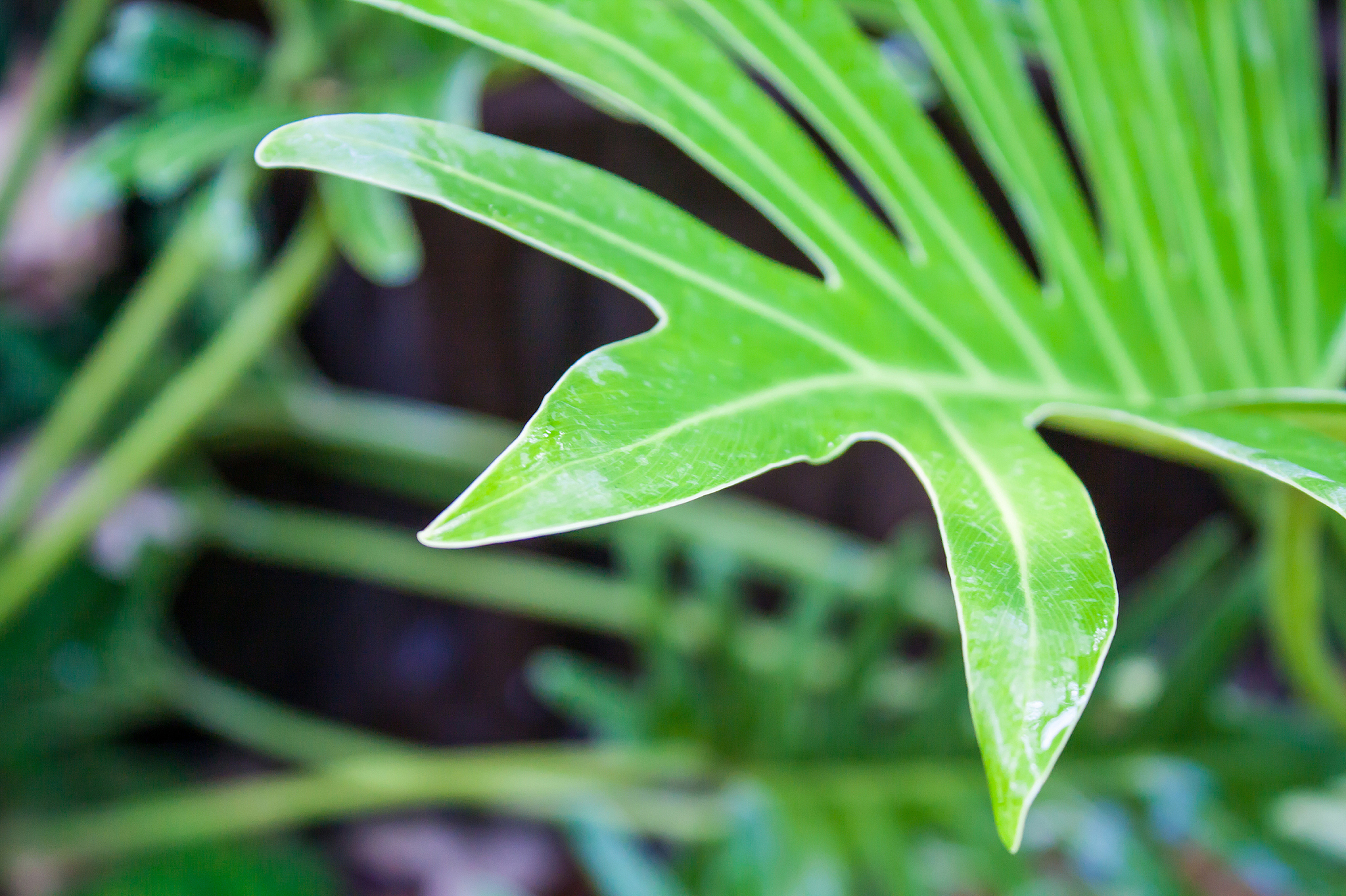fresh green leaf