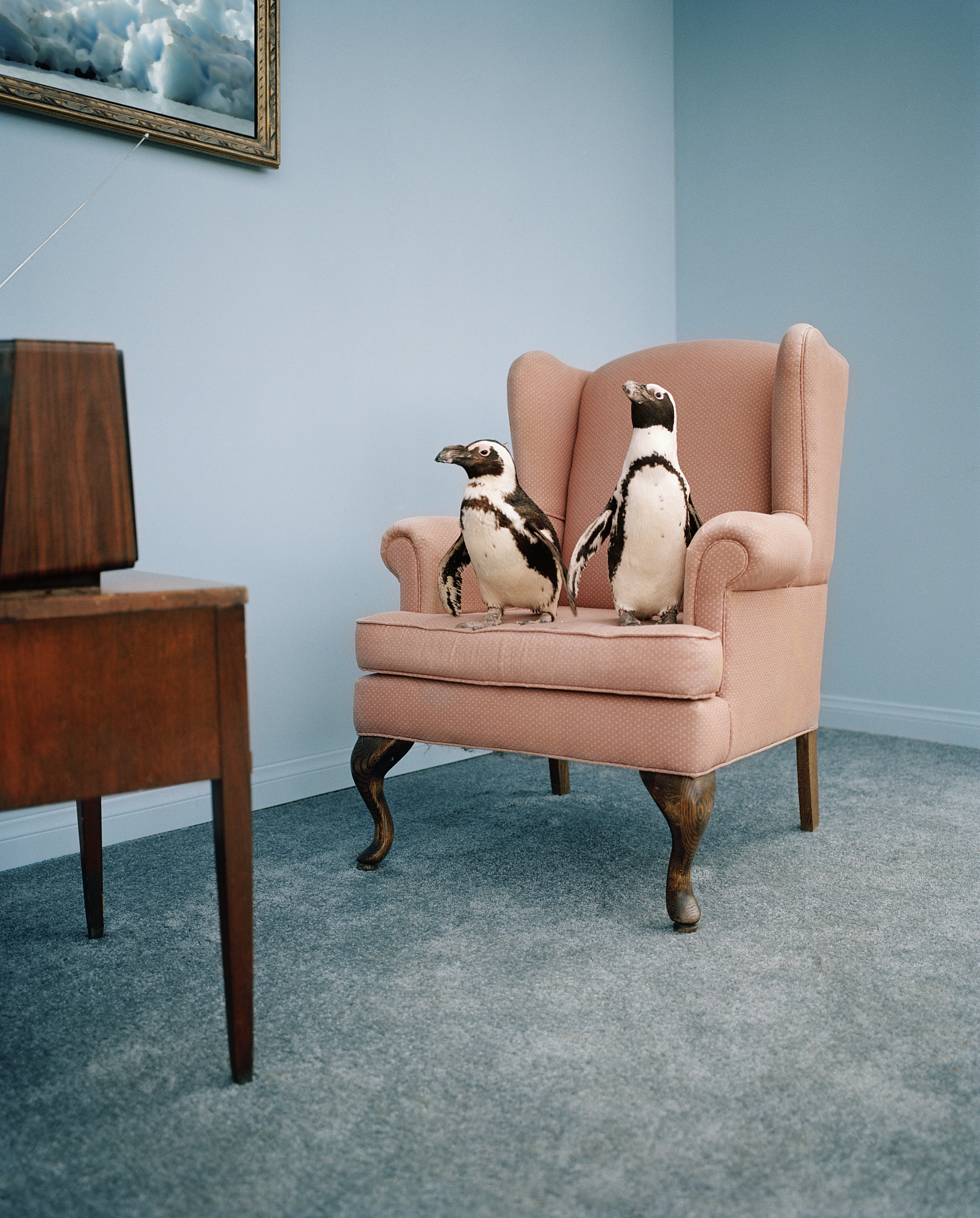 jackass penguins on chair in living room