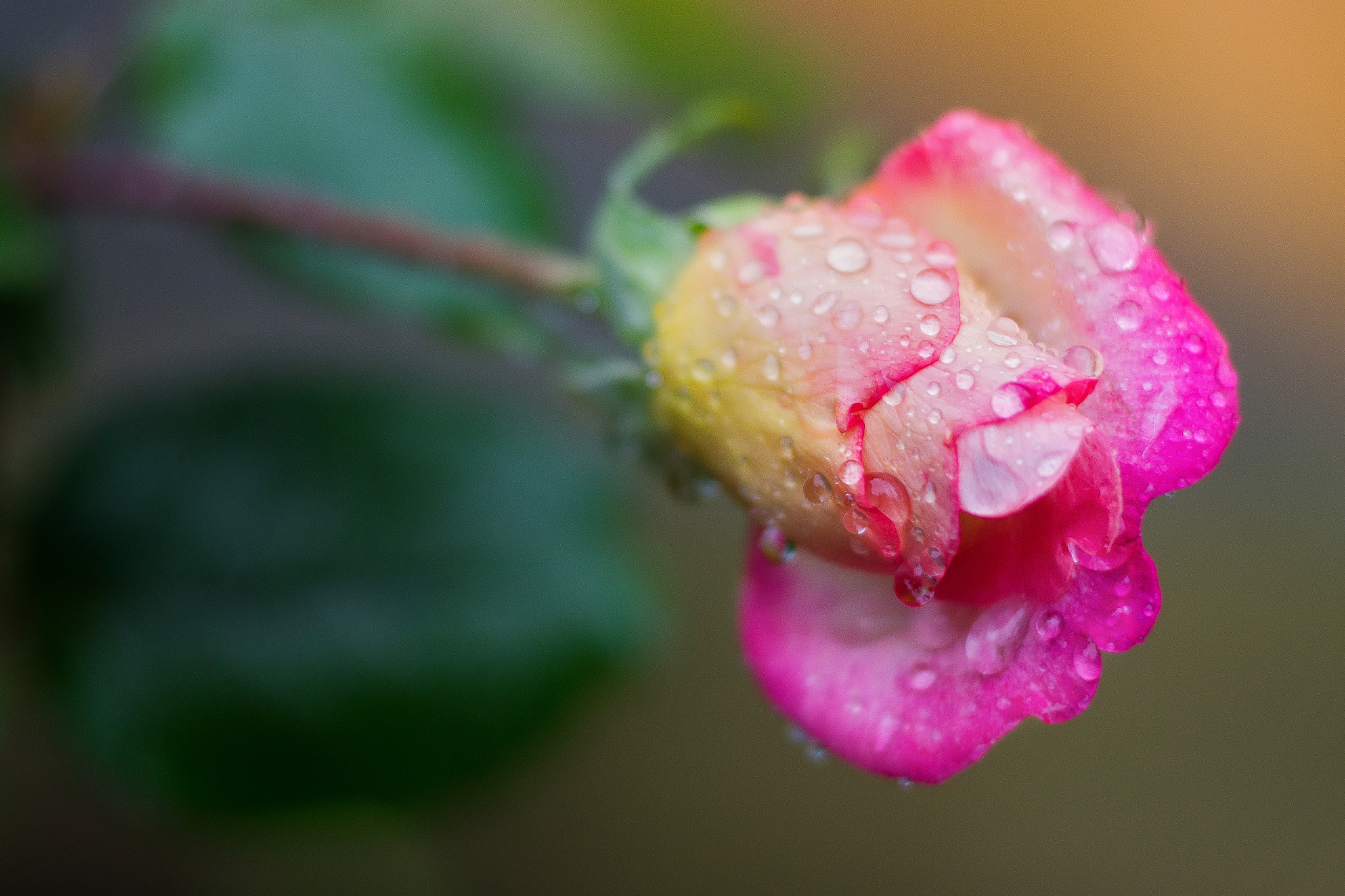 下雨天，鲜花更美！ | 雨水滋润花朵的绝配时刻