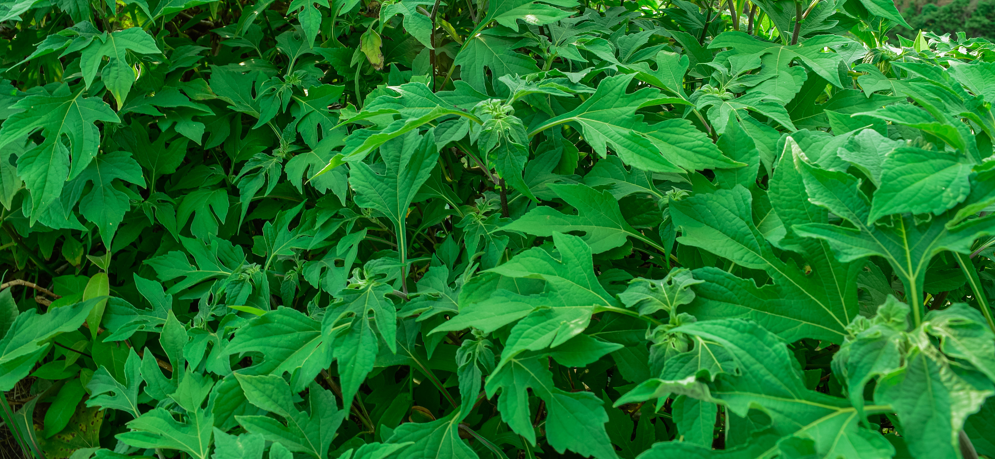 beautiful green leaf  image