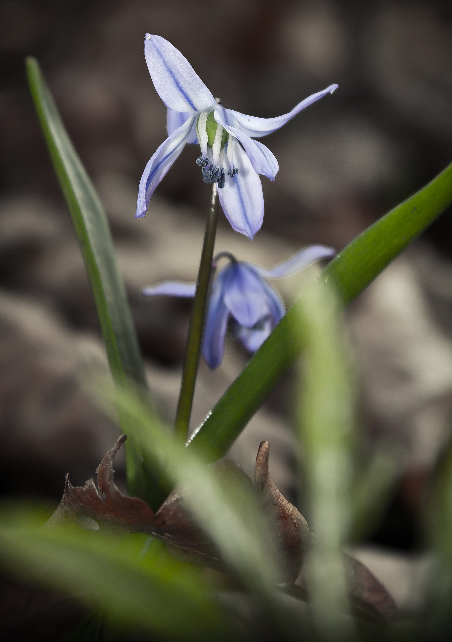 snowdrop flower close up