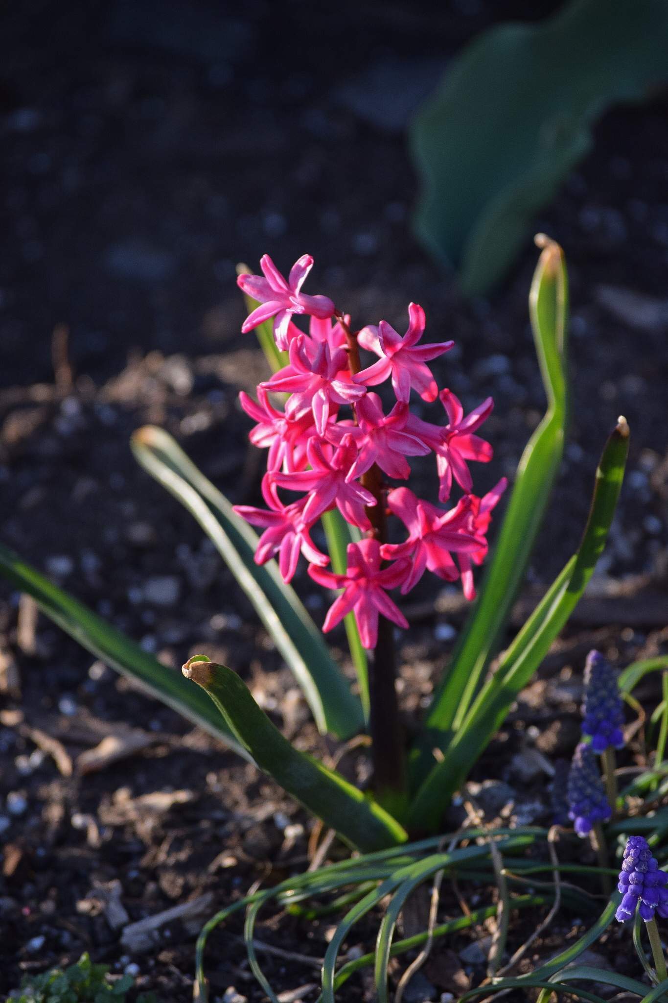 close-up of flowers