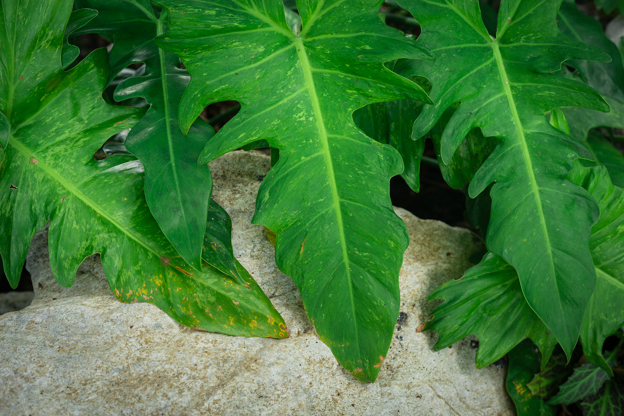 close-up of fresh green leaves