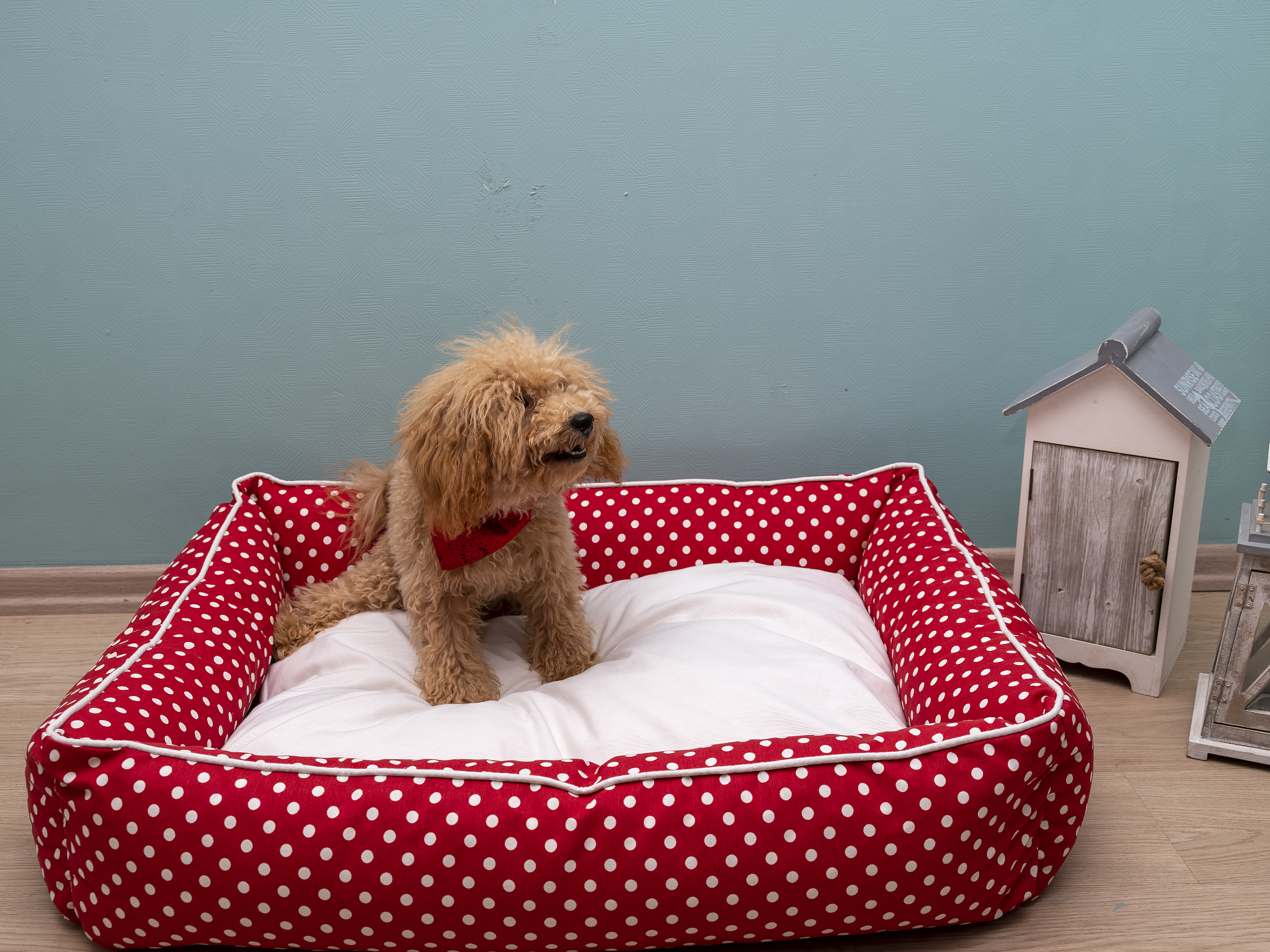 以为你的狗狗提供适当的庇护和舒适的睡眠环境为题写一篇1100字文章