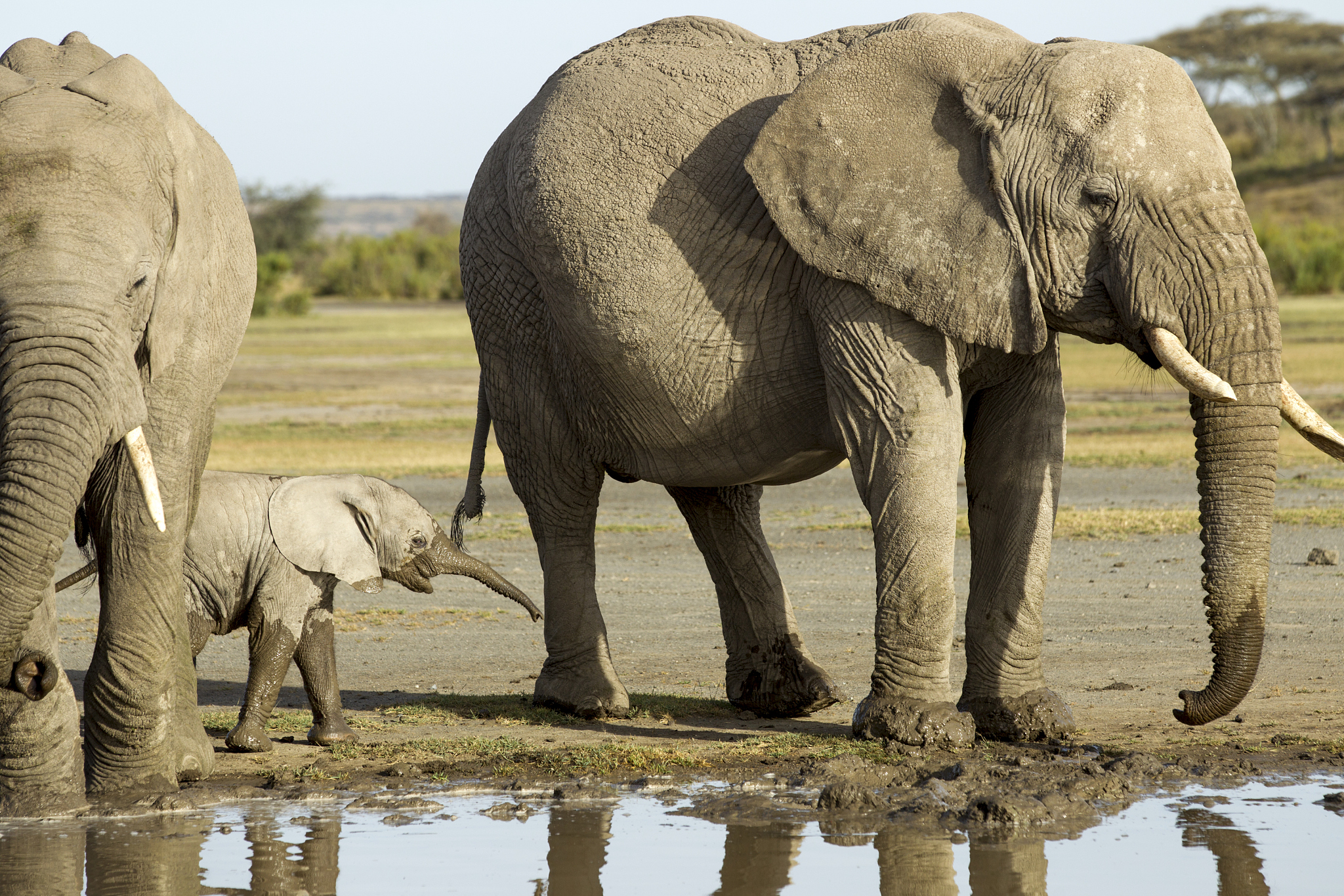 elephant calf and herd