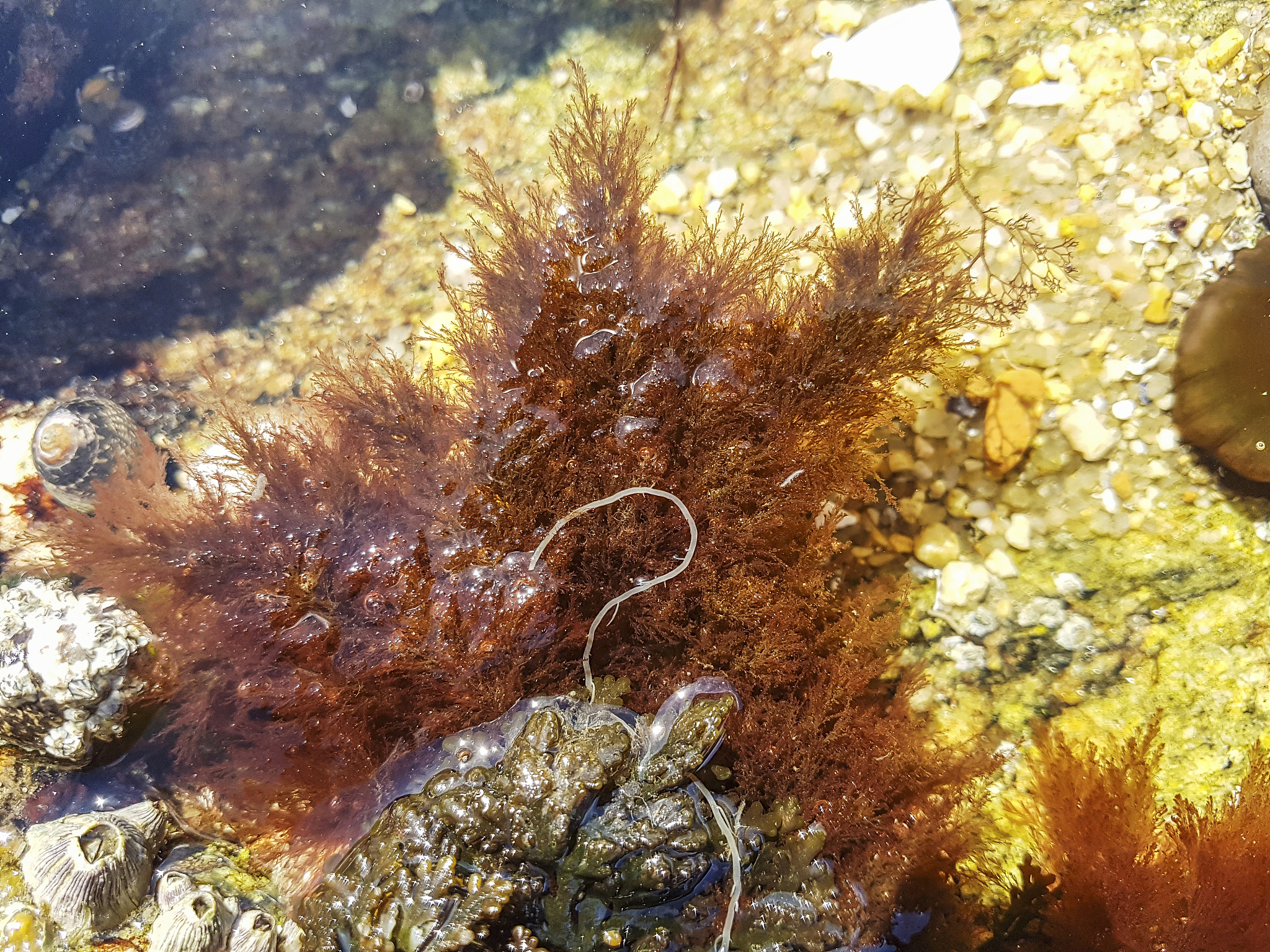 ceramium rubrum seaweed