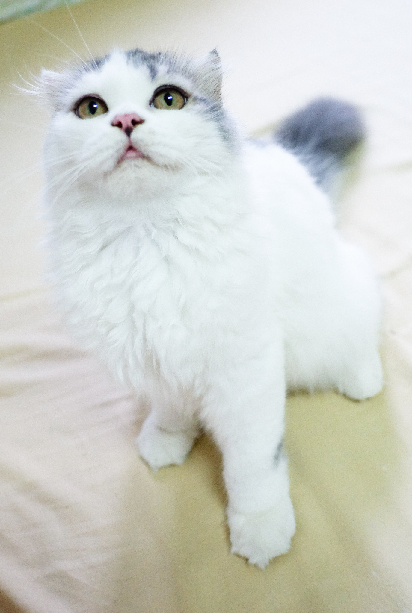 折耳猫：不仅是外貌与众不同，性格也让你爱不释手！