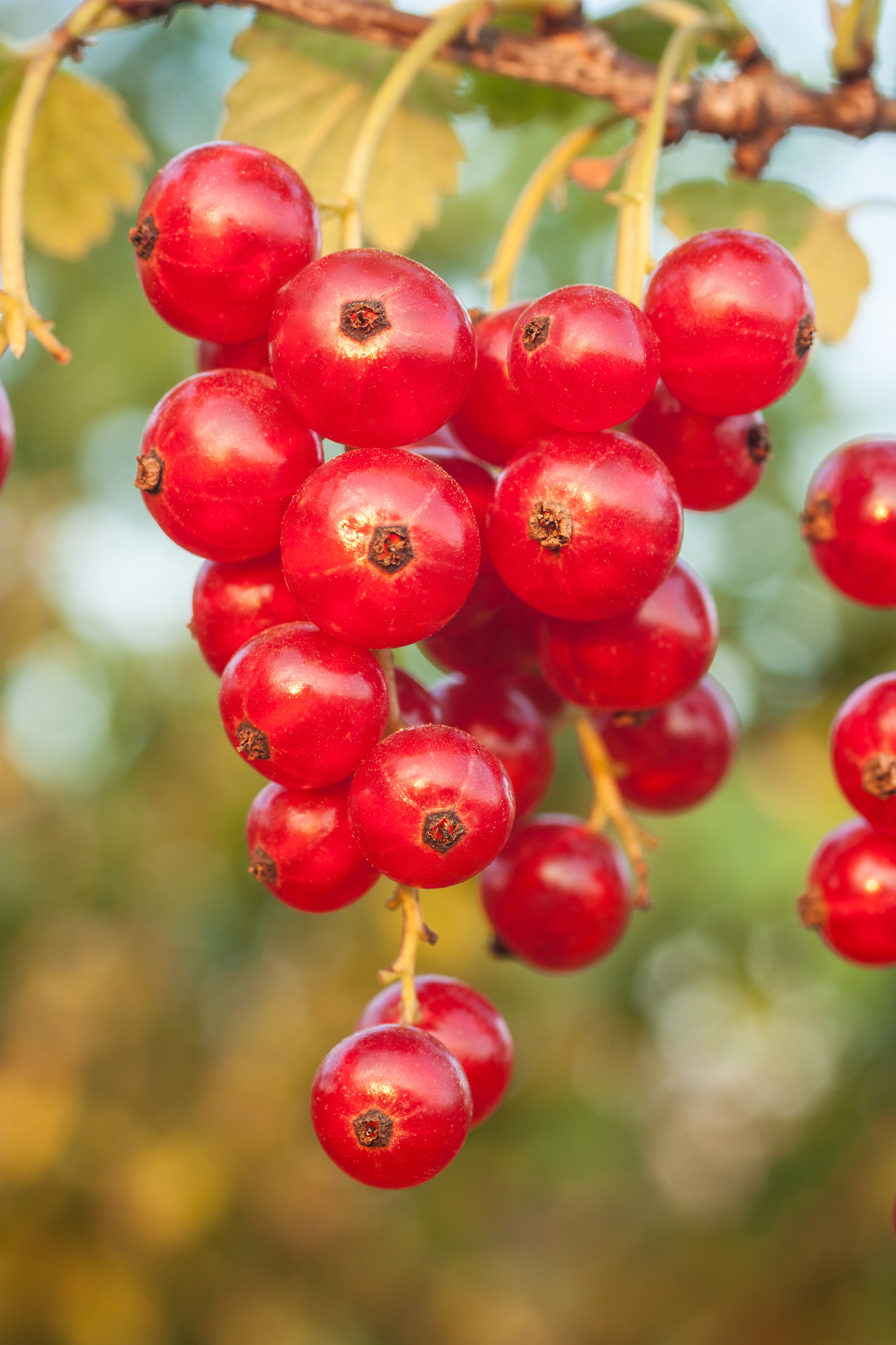 red currant