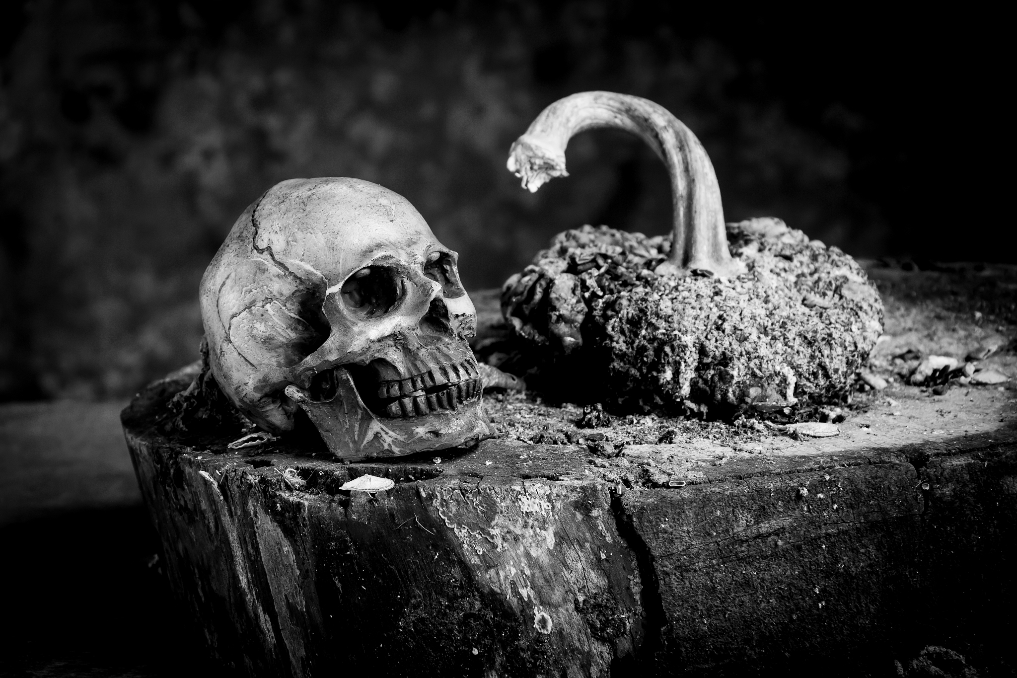 still life black and white  human skulls on wood