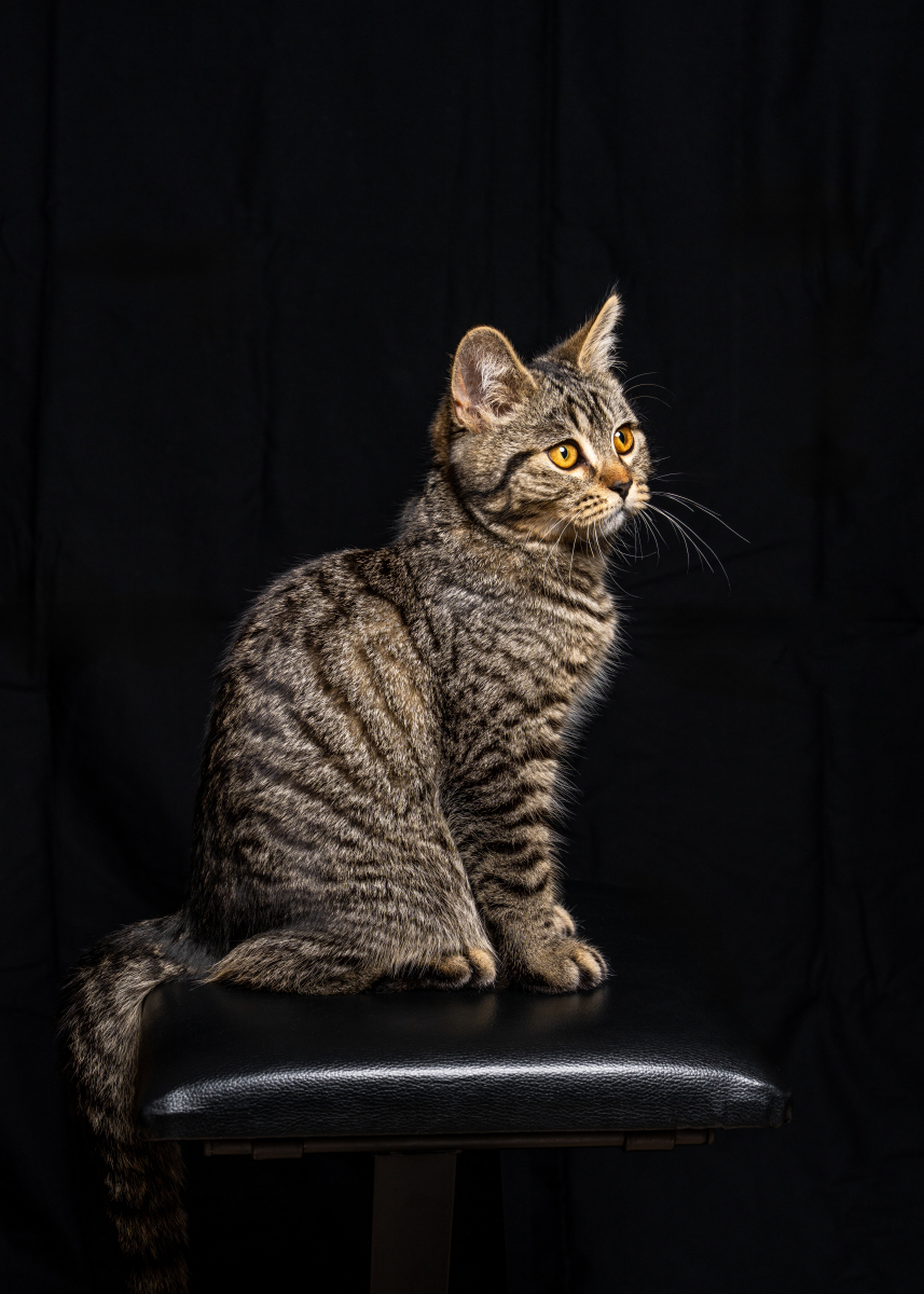 100+个超萌小猫名字推荐：从个性到可爱，总有一款适合你！