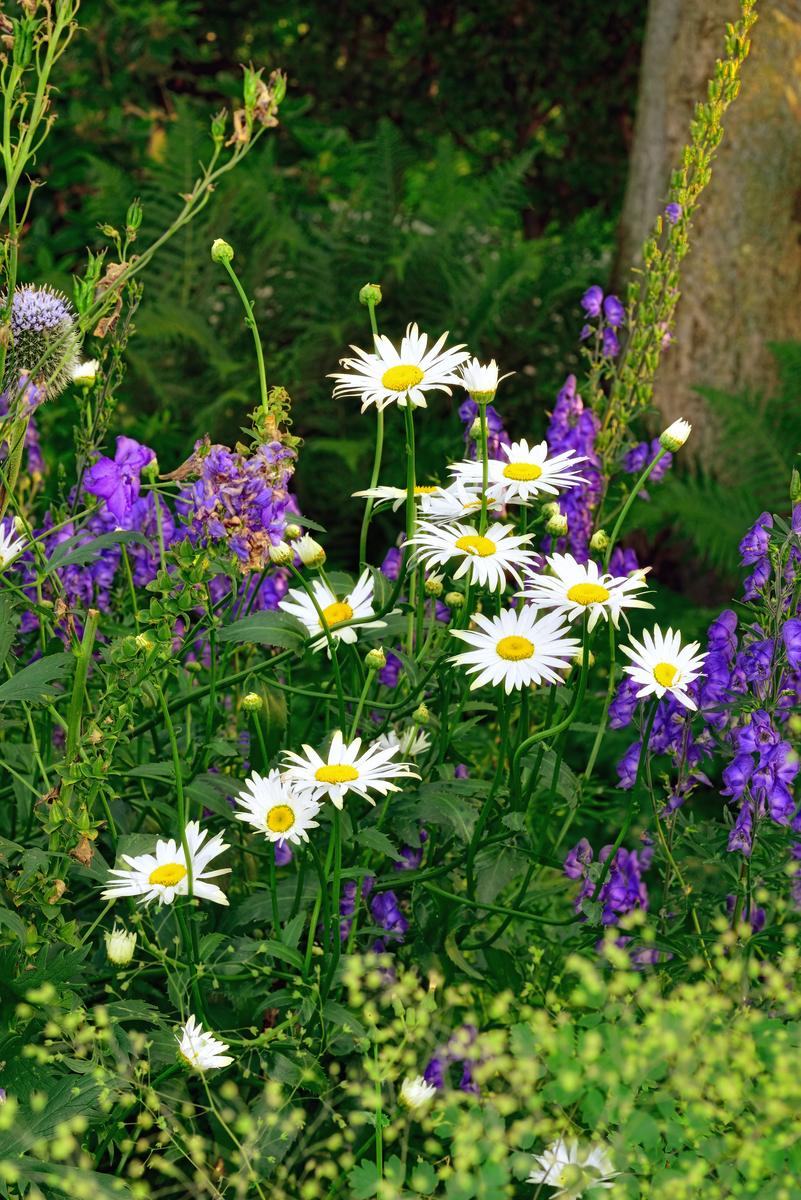 秋野花：寻找秋天盛放的花朵
