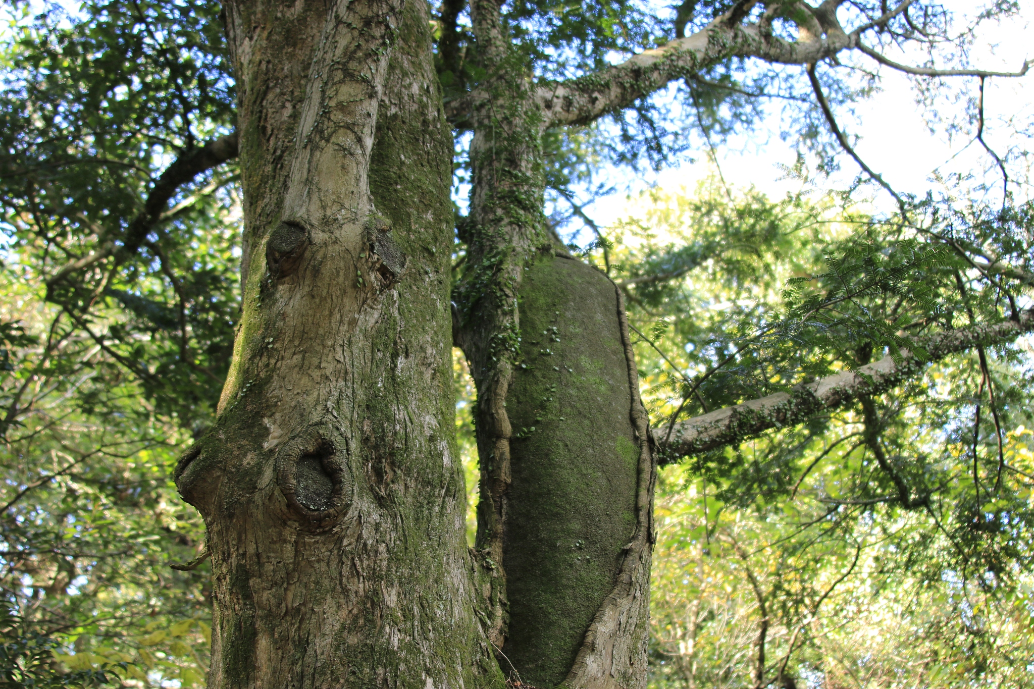 visa forest, forest, promenade, pitonchid,