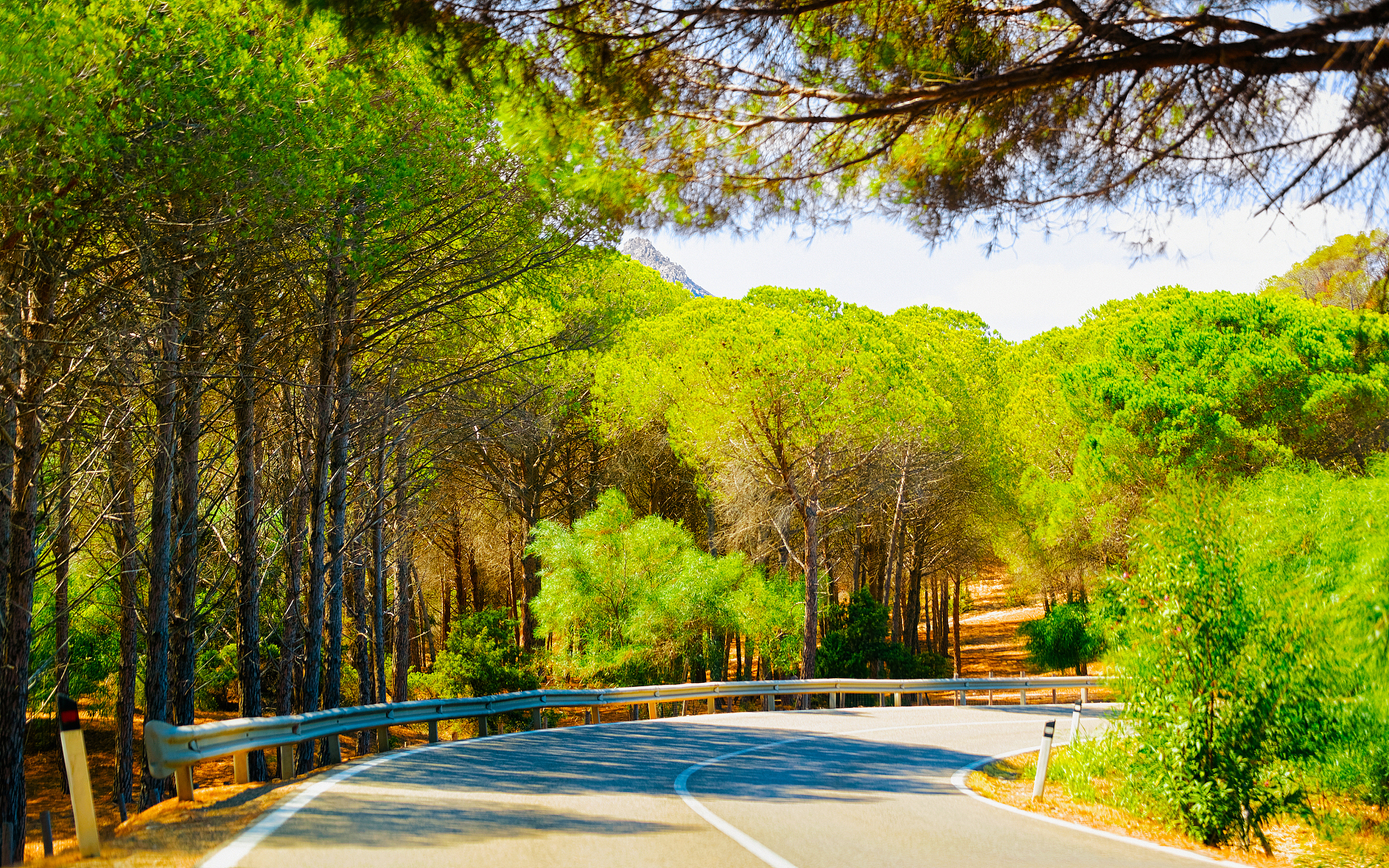 empty road without cars and green forest in sardinia reflex
