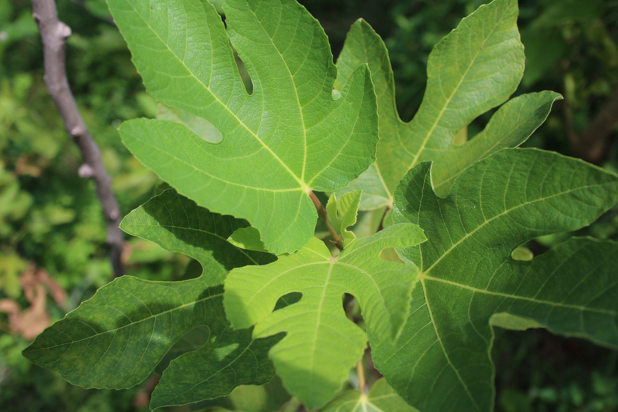 fig tree,healthy,green leaves.