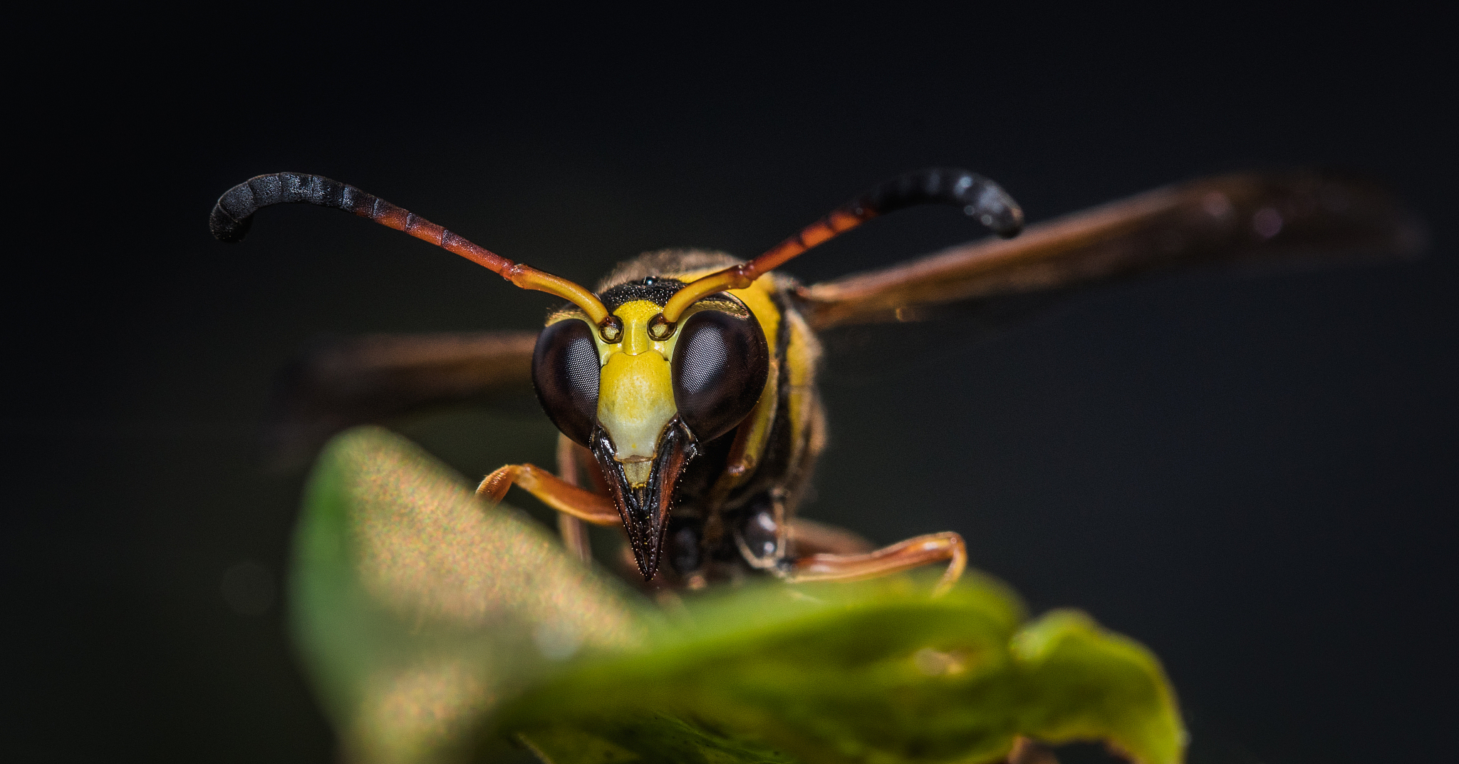 close-up of insect on plant against black background,sumedang,in