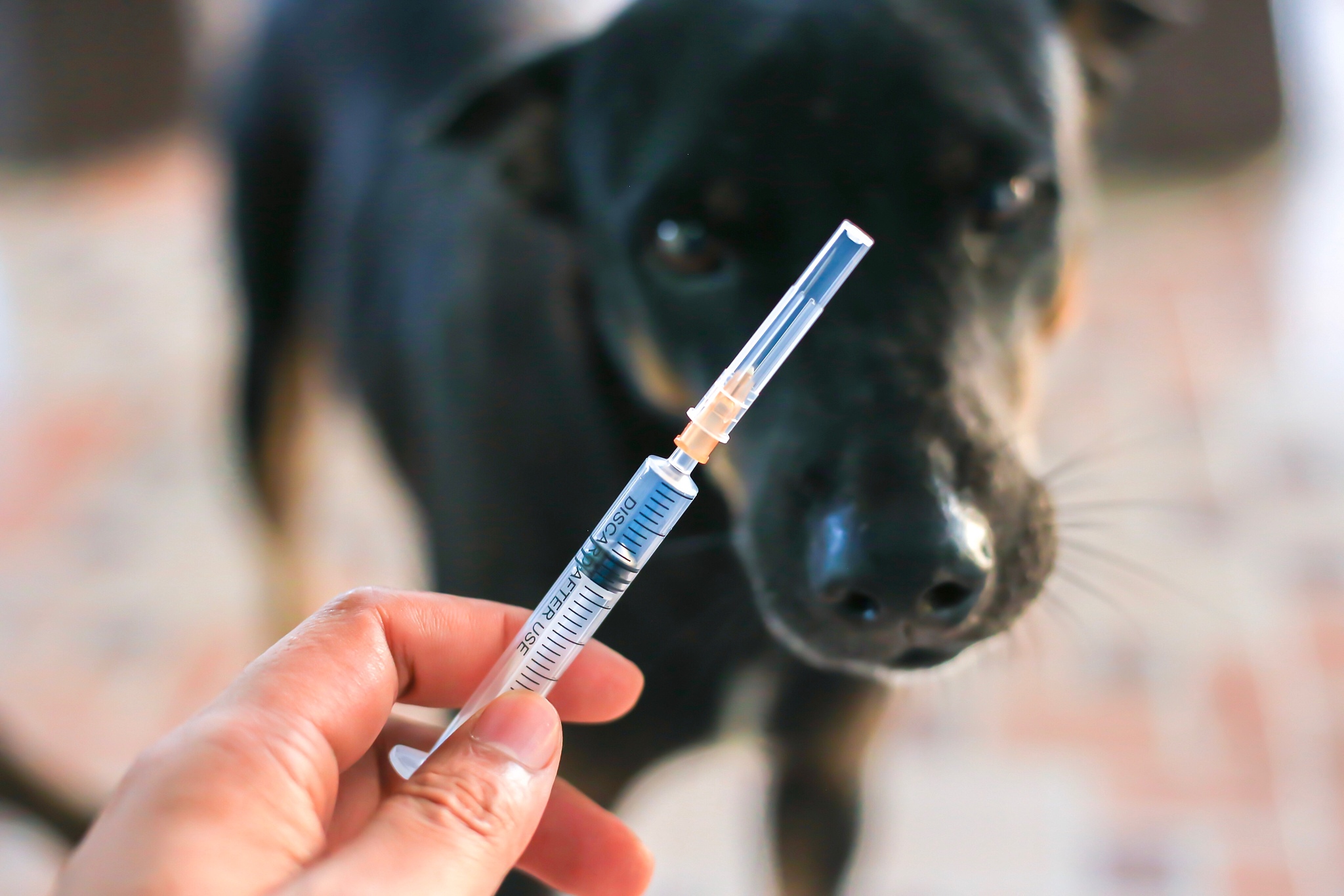 描述一下狂犬病包括介绍、症状、病毒、疫苗、举例等5000字