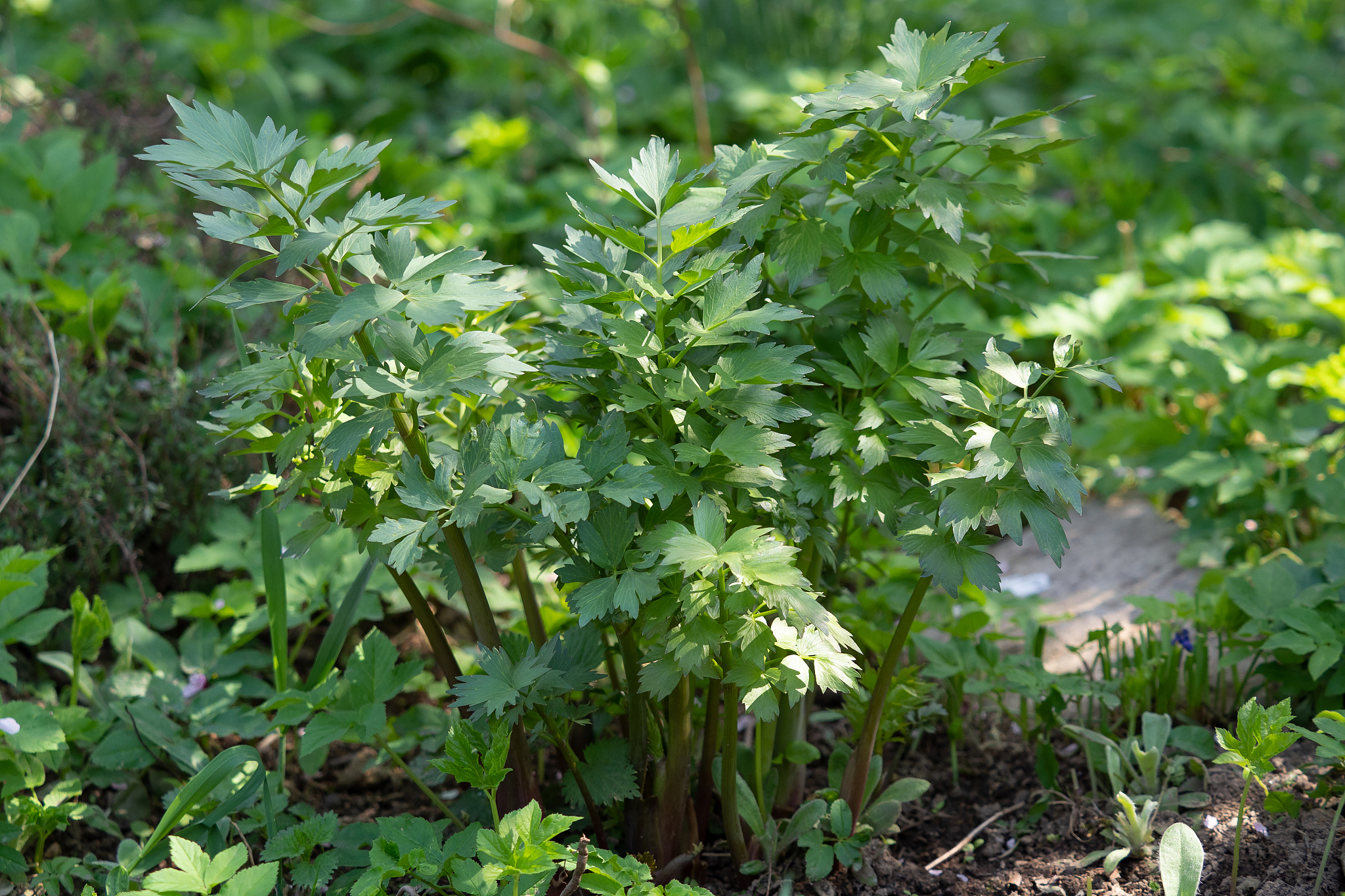 spices and herbs, lovage plant (levisticum officinale) growing i