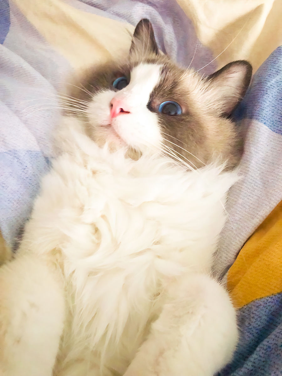 布偶猫咪小便完之后不埋怎么办