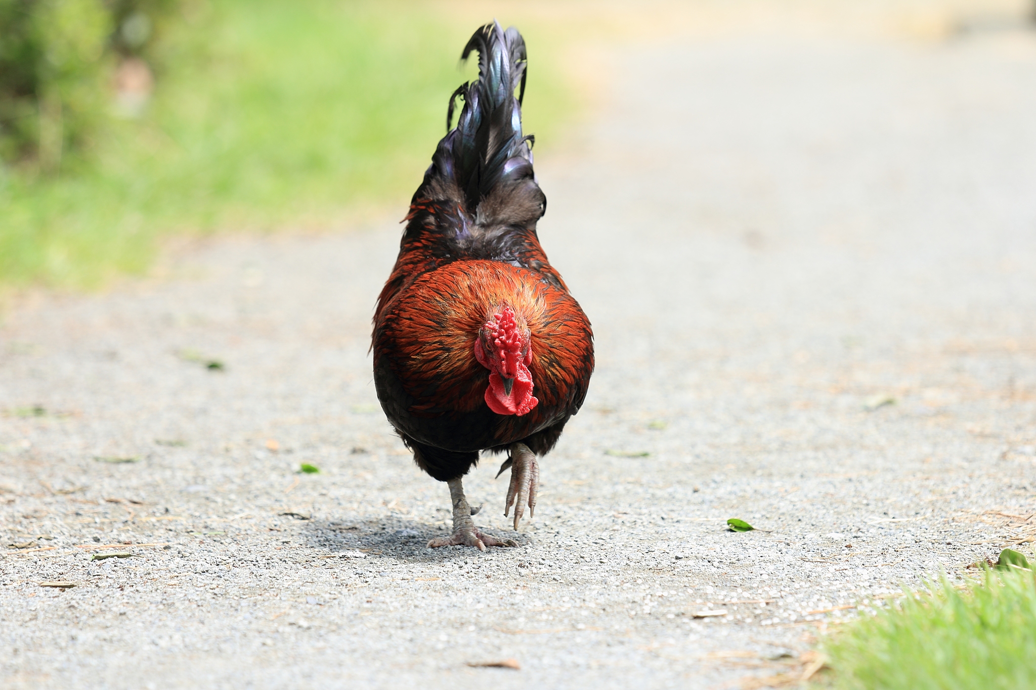 chicken