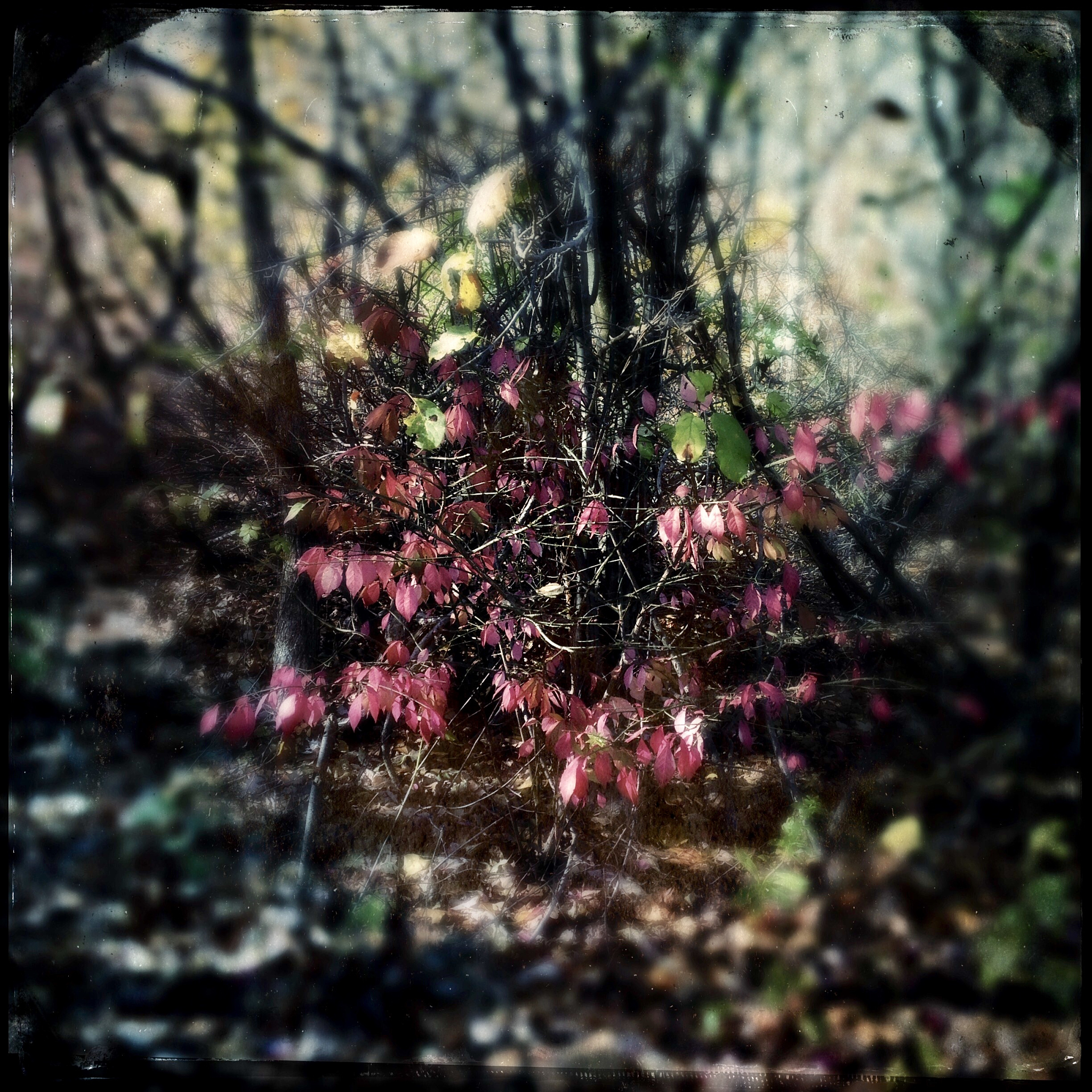 雨打花落残红去，楼心空对下雕栏。是我登高时想到的，你觉得是什么意思。你猜是谁写的