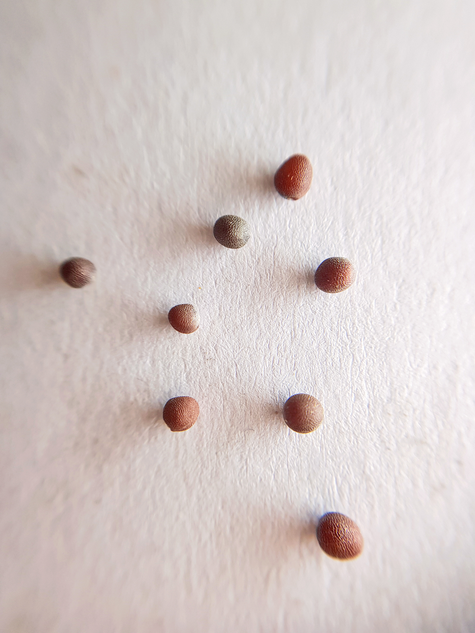mustard seed