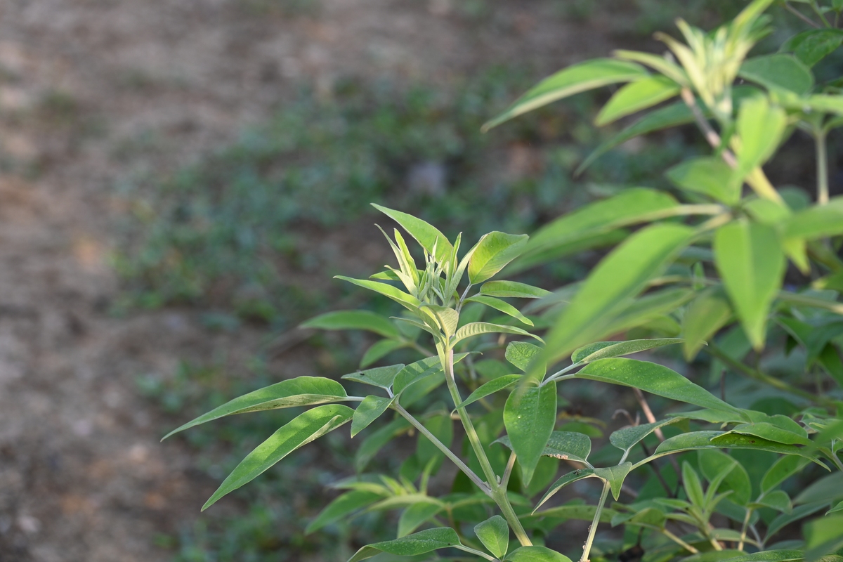 最具有可塑性的中国本土植物