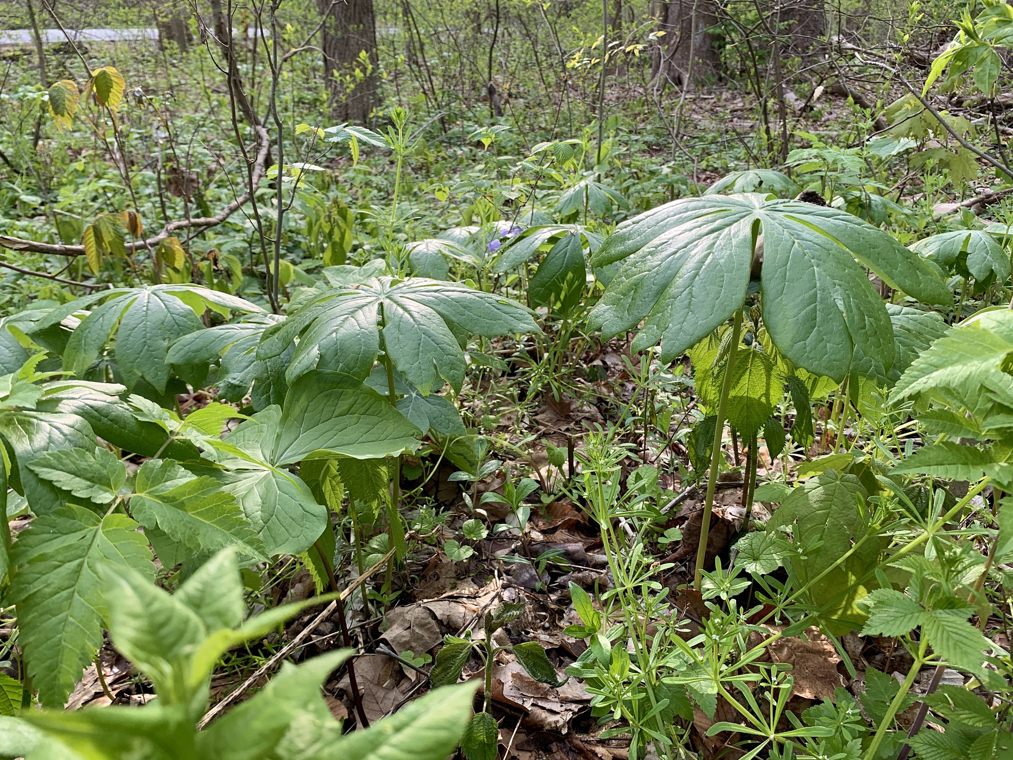 mayapples in the woods