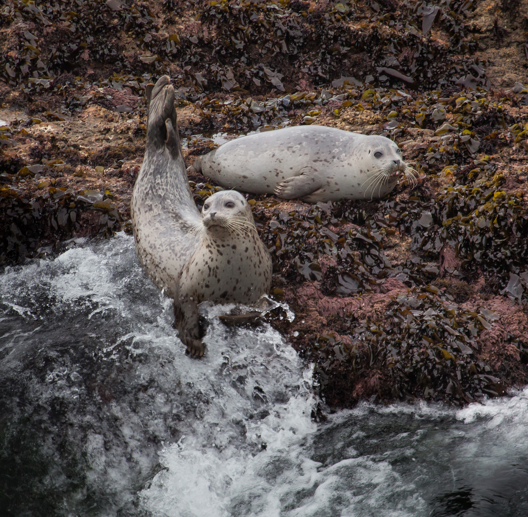 小海豹小丽的环保故事：保护海洋从我做起