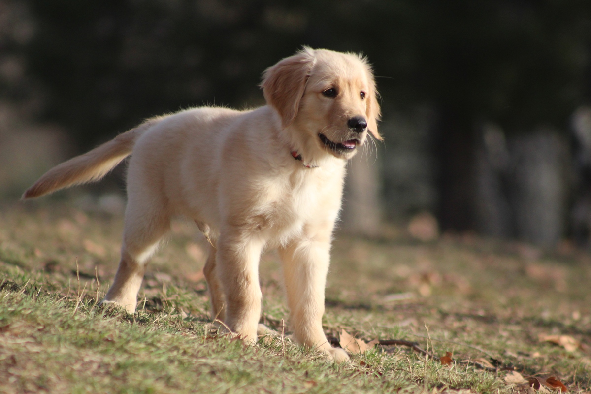金毛大概多少钱
